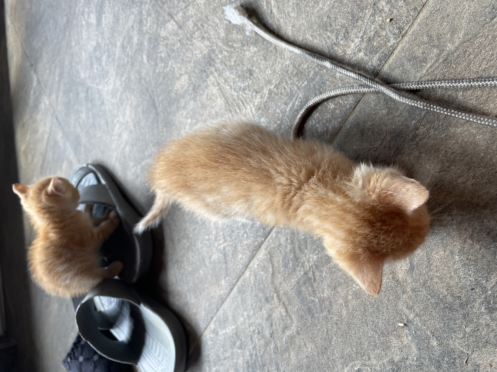 Kittens play around cardboard boxes in Bulgarian town