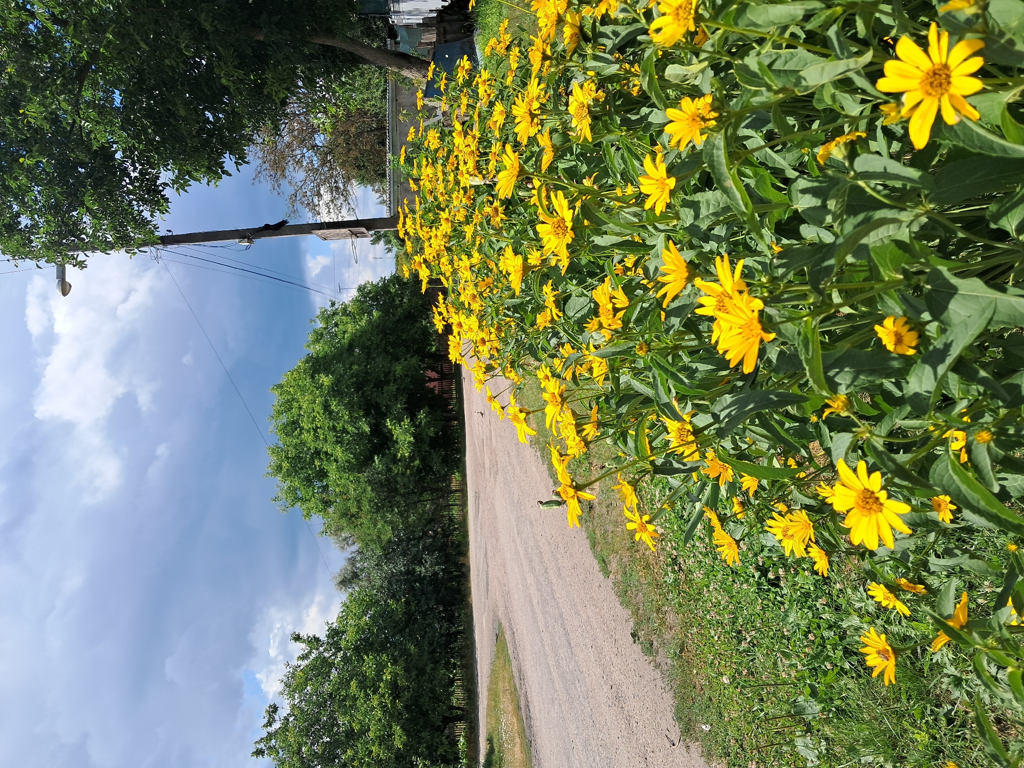 Sunny morning on a residential gravel road in Kremenchuk