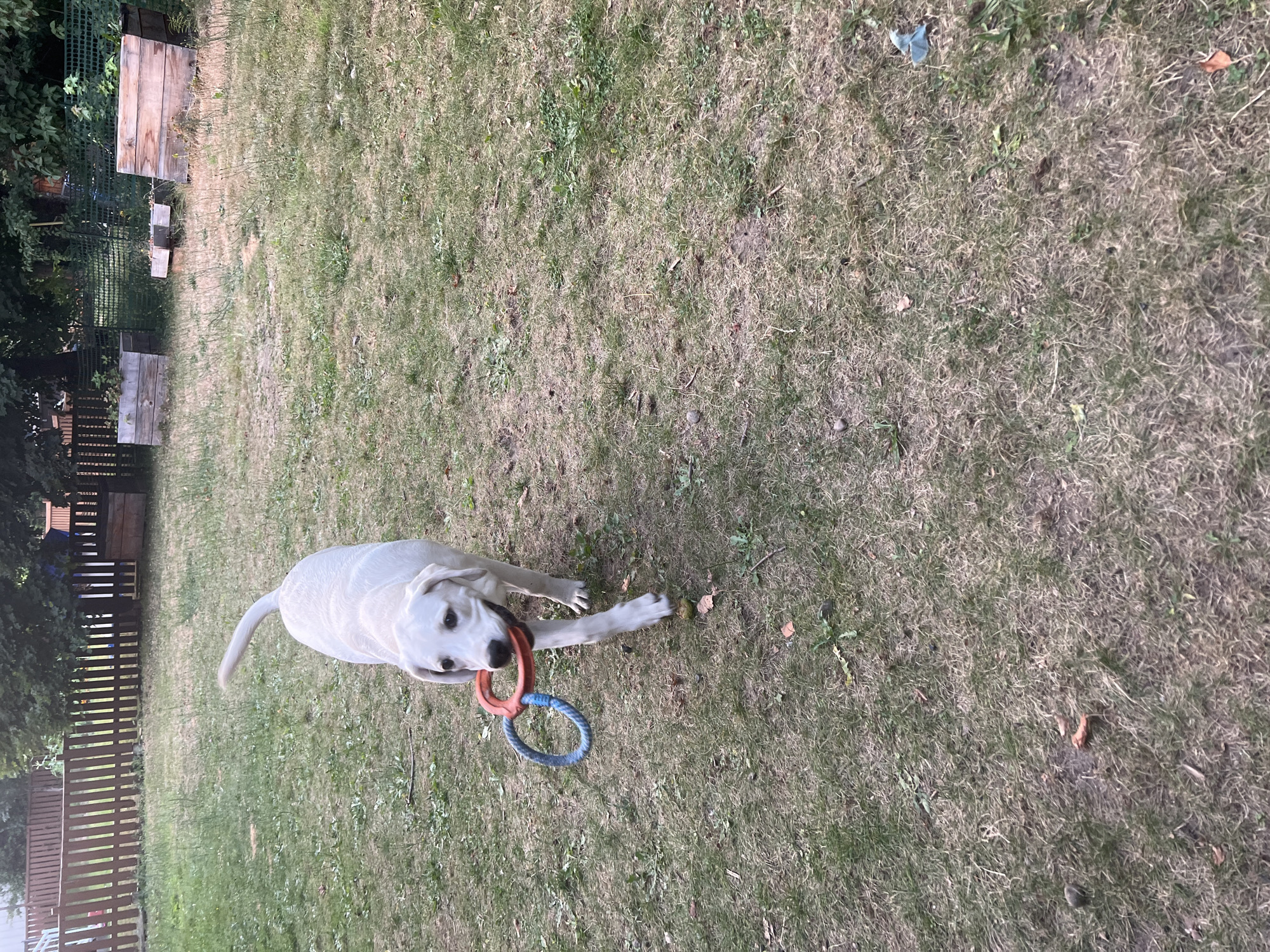 Lab plays with ring toy in a Revelstoke backyard