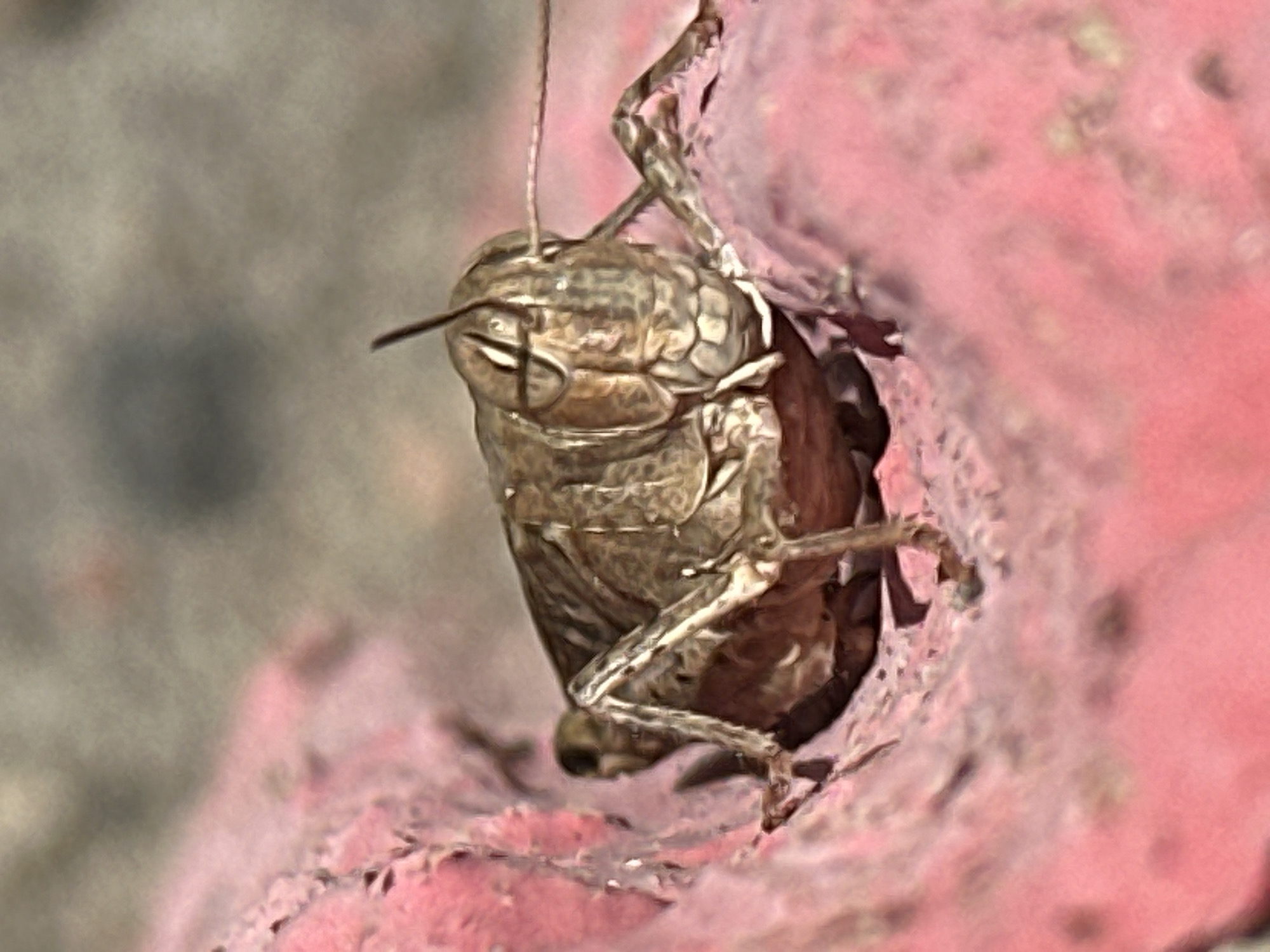 Macro photography of a grasshopper and cherry in Luhansk