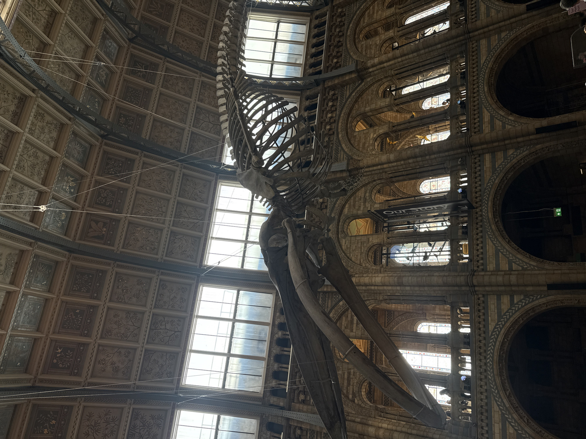 Exploring fossils and skeletons at London's Natural History Museum