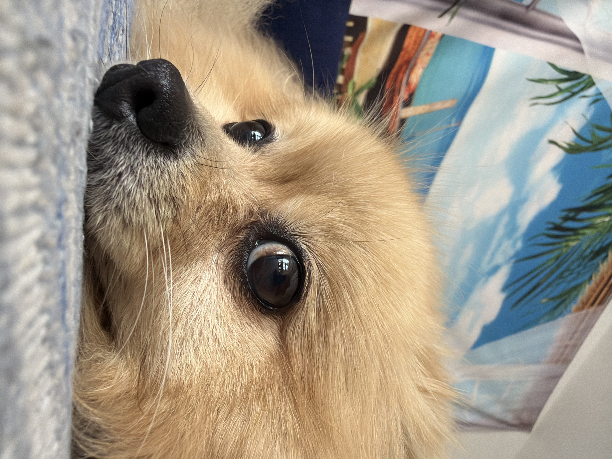 Lazy afternoon with a cat and Pomeranian in Torrevieja