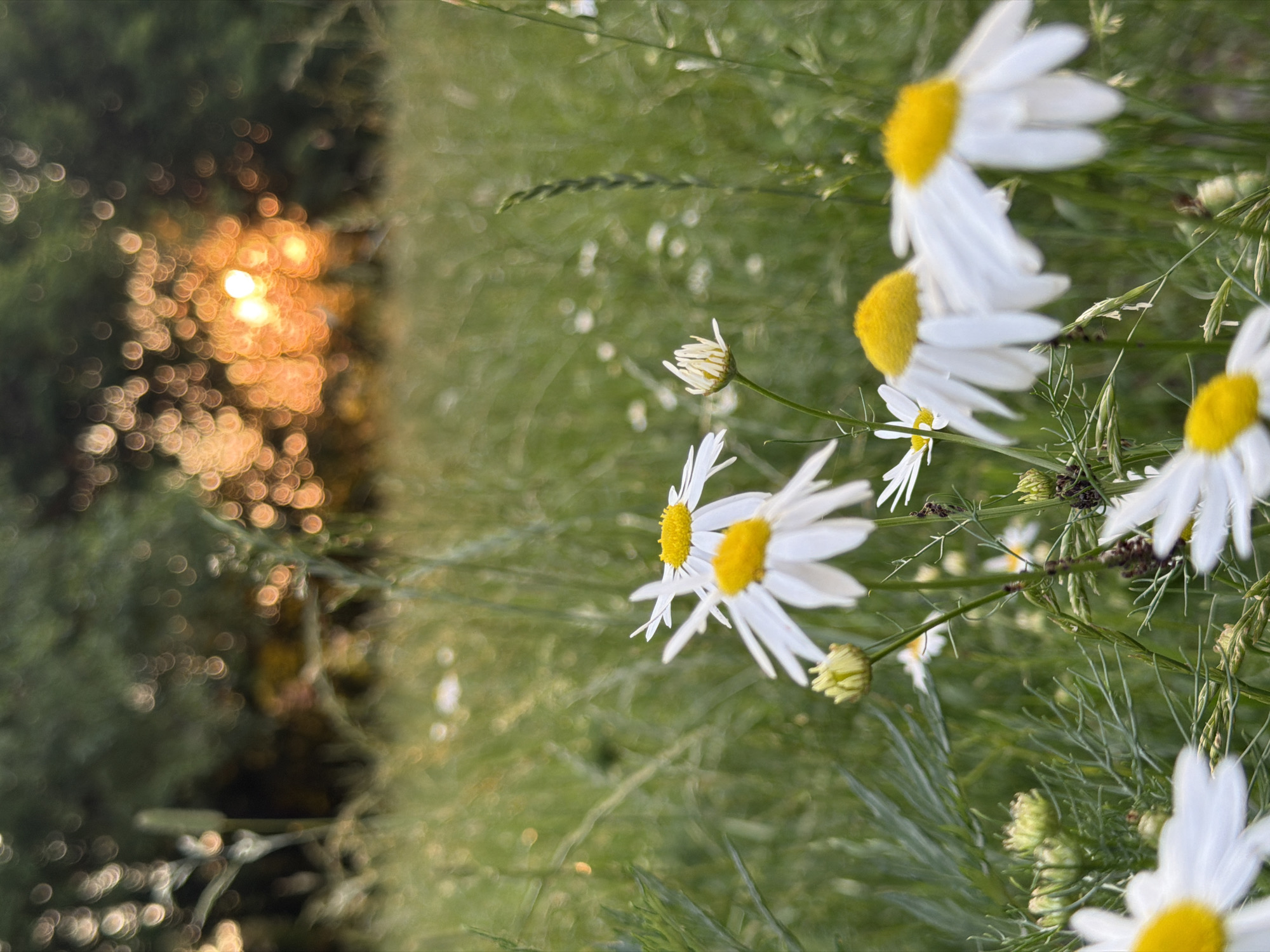 Urban wildflower survey during golden hour