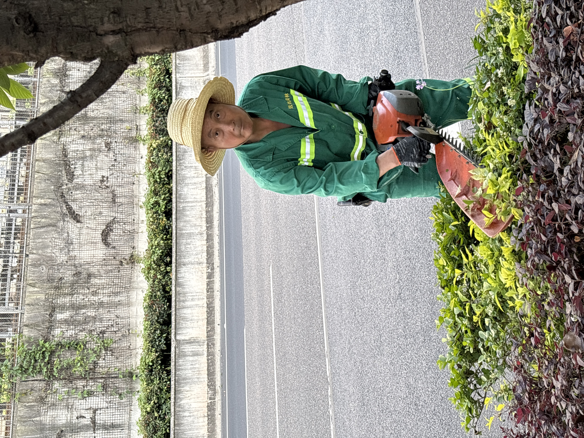 Groundskeeper trims roadside hedges in Jiangjin during morning commute