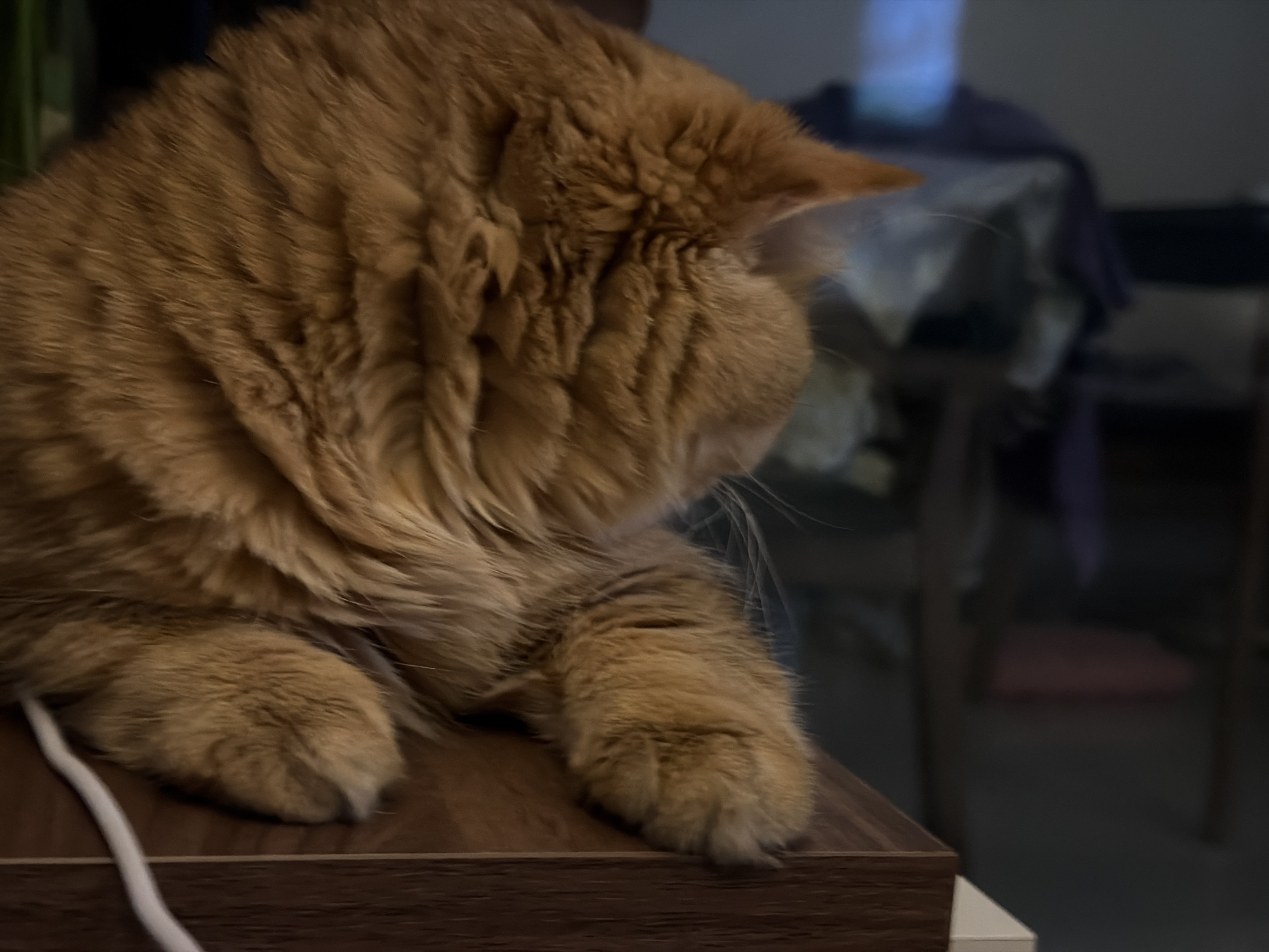 Hotel evening in Da Nang: a ginger cat and quiet downtime
