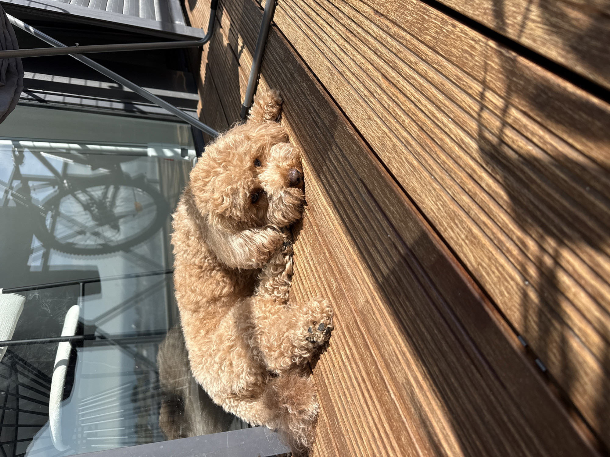 Planes, a bridge, and a resting poodle over Loures
