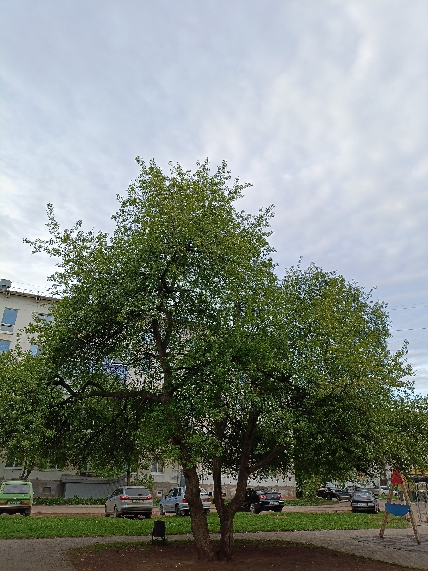 Mature tree documented in residential Chaikovsky, Russia