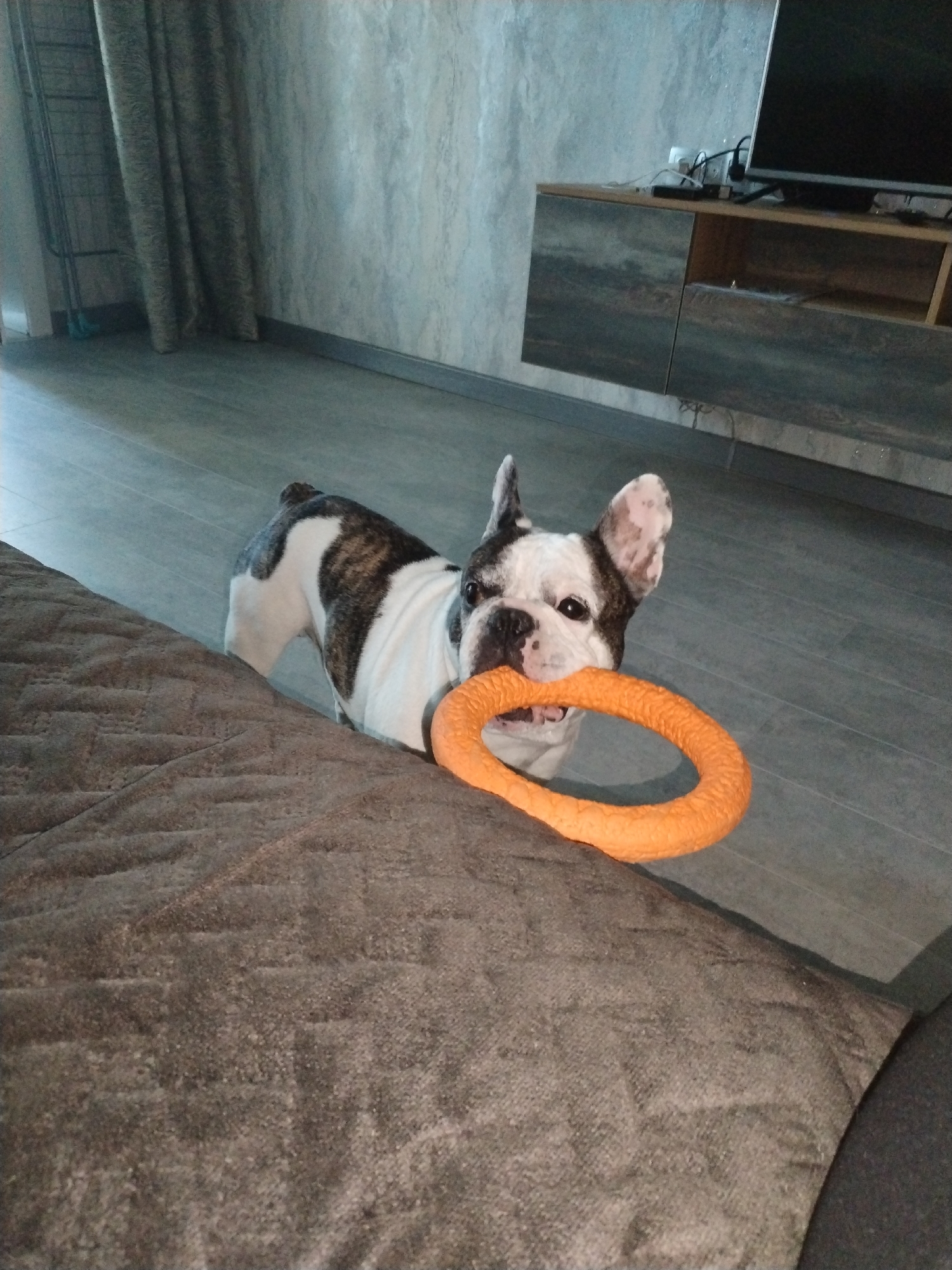 French bulldog's morning: playtime indoors, then out for a walk