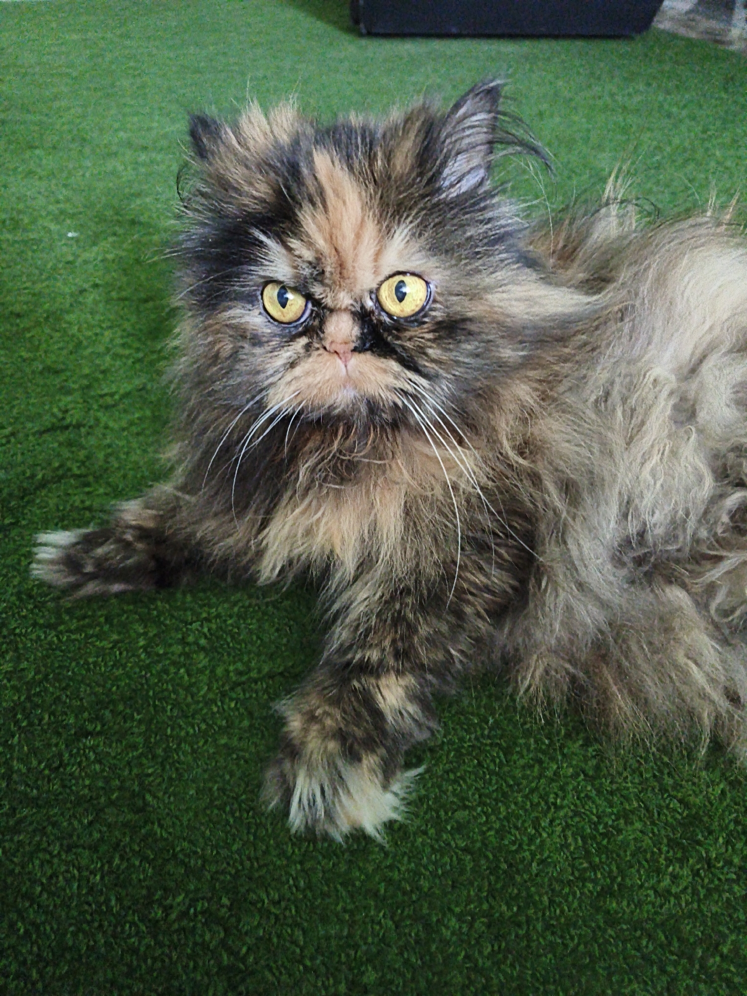 Tortoiseshell Persian cat lounging and posing on a green carpet
