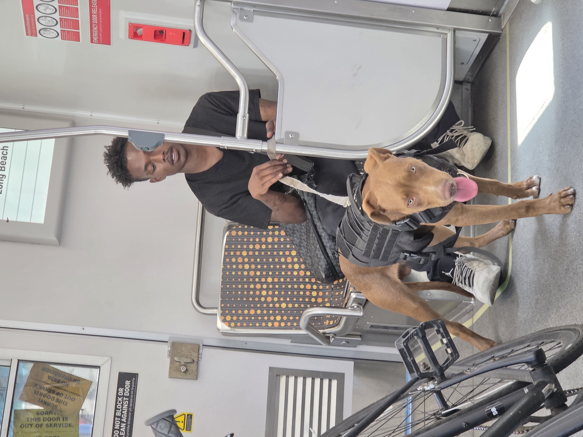 Tactical-vested pitbull mix riding the train in Long Beach