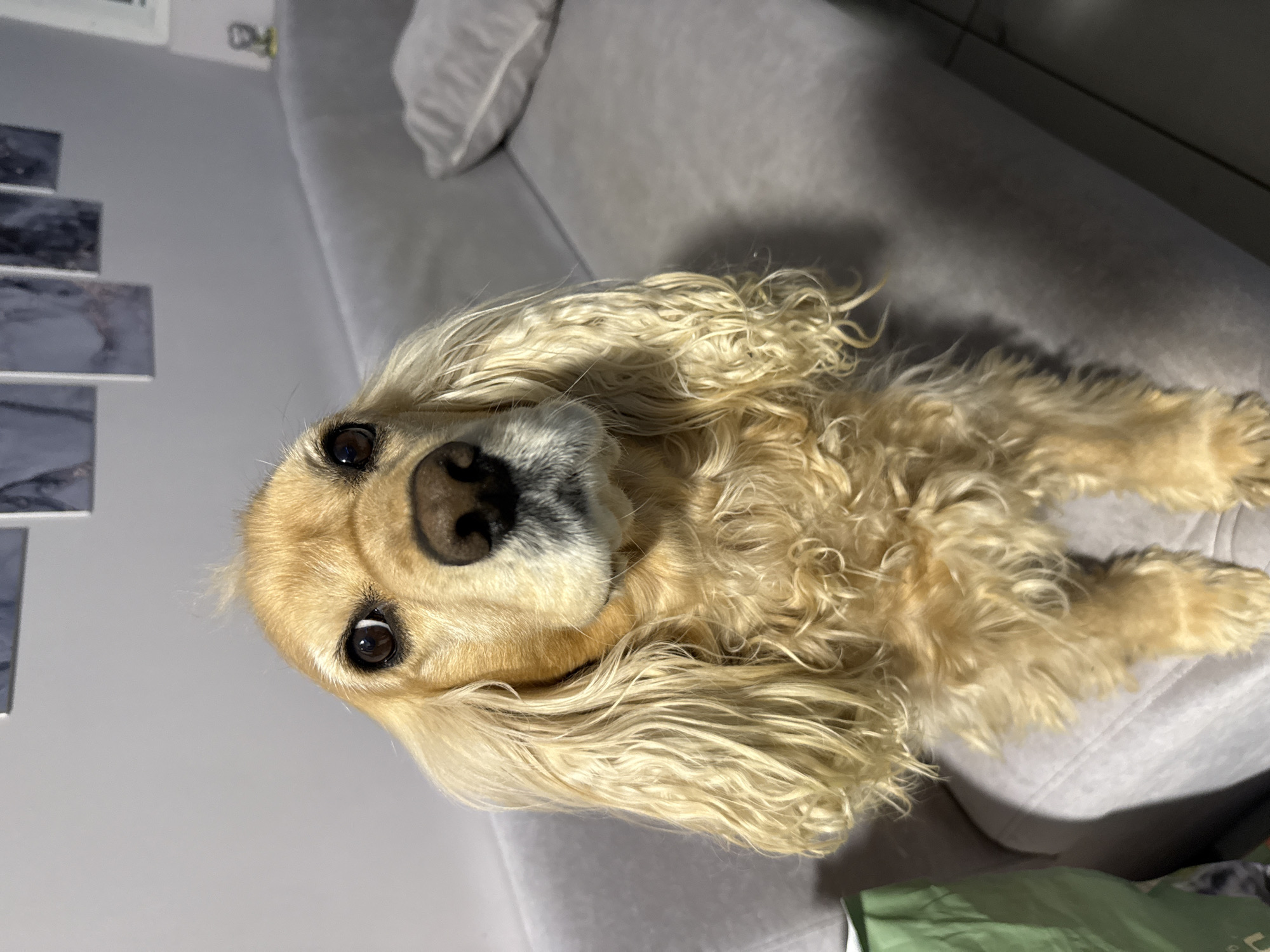 Cocker Spaniel rests on sofa in Burgas home