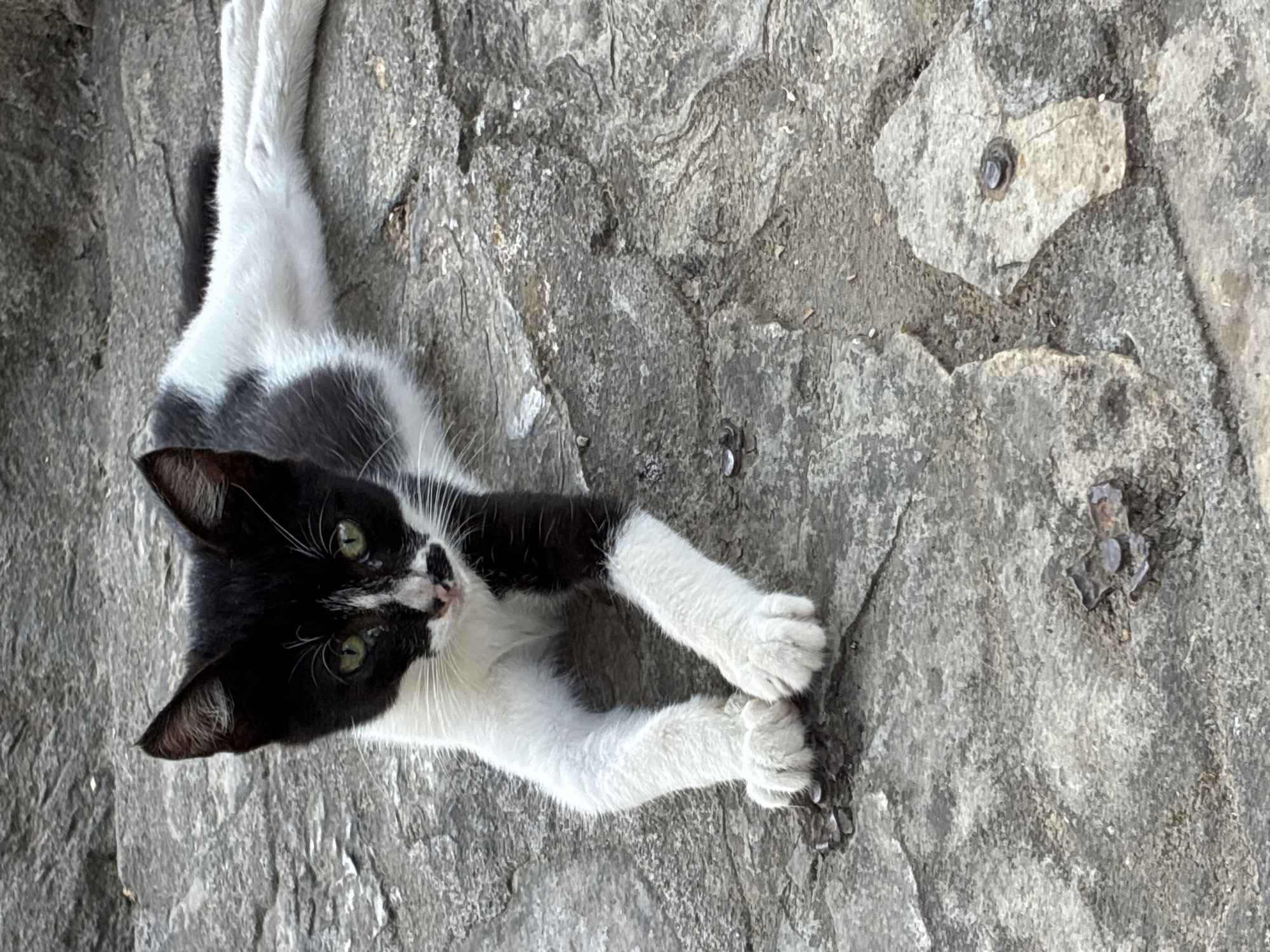 Alanya park scene: kittens, fountains, pampas grass, and harbor boats