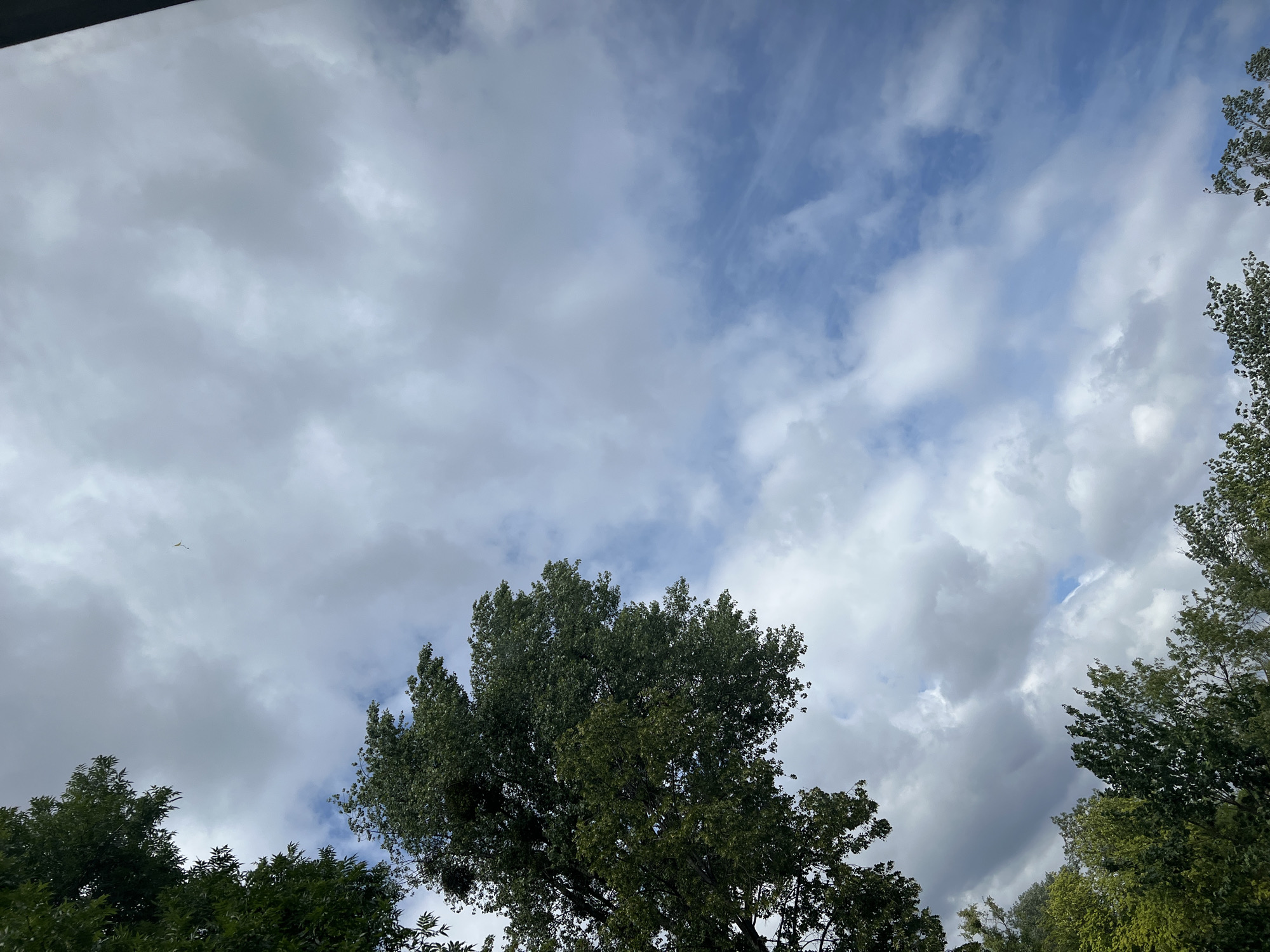Looking up through Warsaw park trees at a summer sky