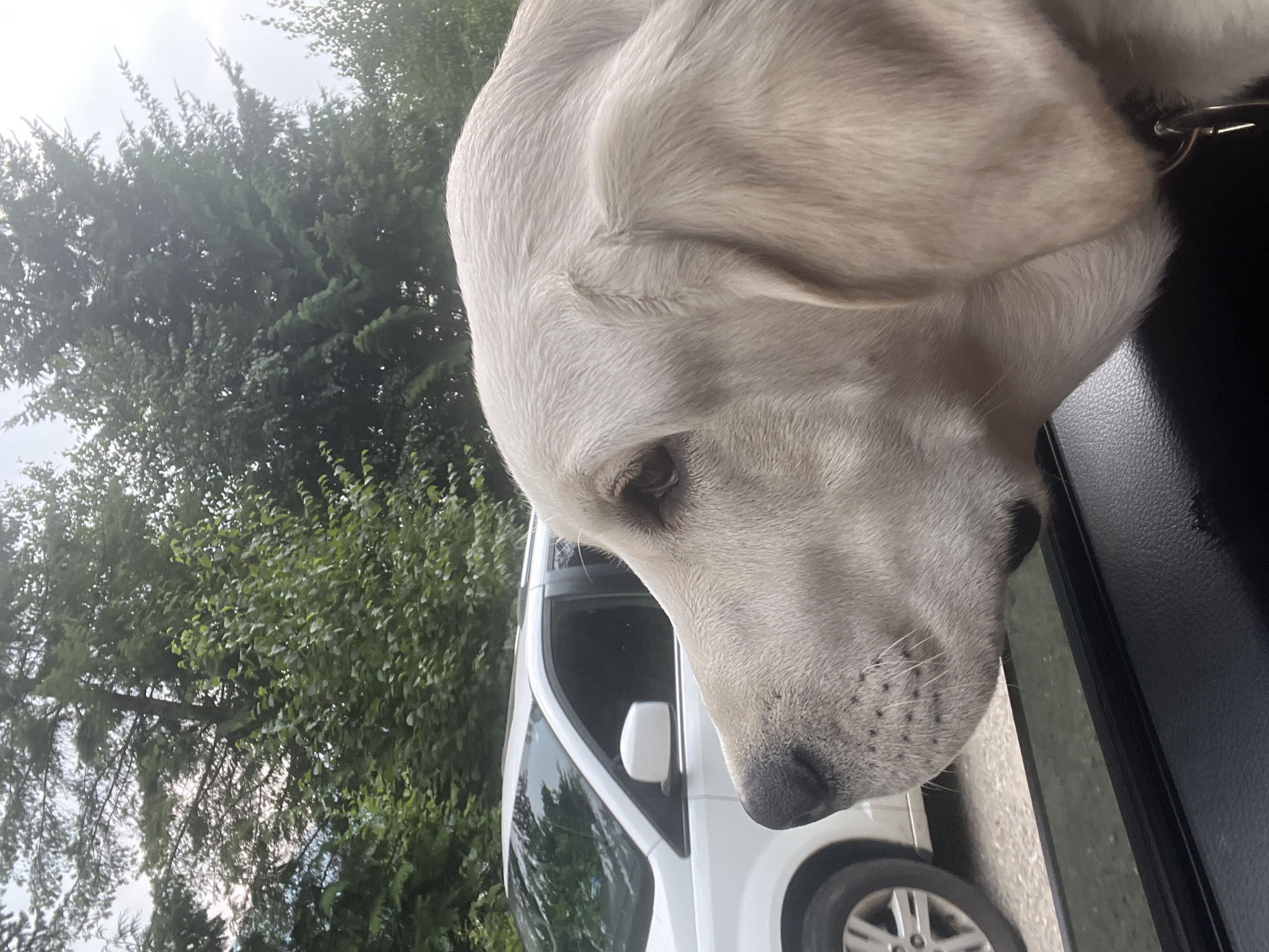 Lab mix enjoys the breeze from a car window in Revelstoke