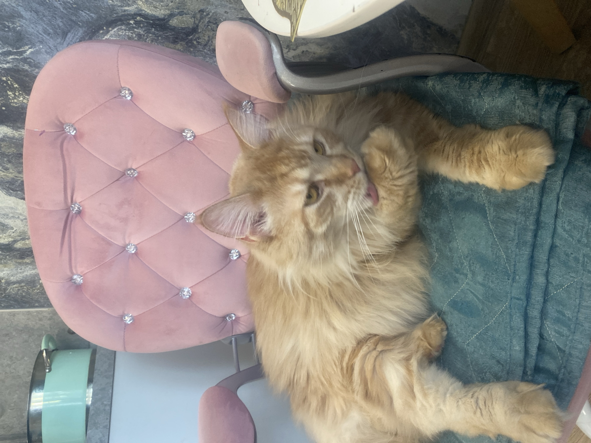 Orange cat documented in multiple indoor settings in Artyom