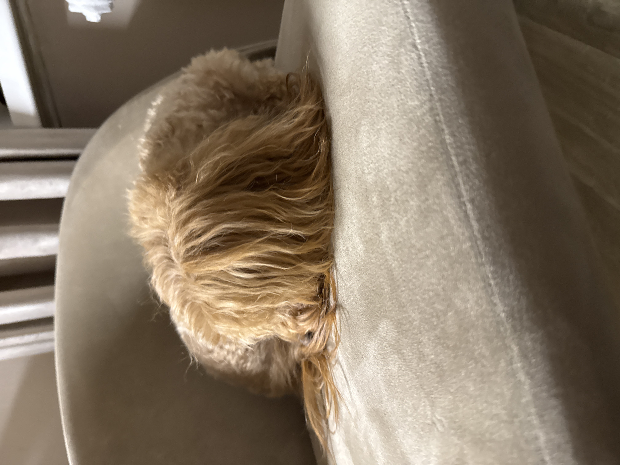 Poodle's evening rest documented in home interior sequence