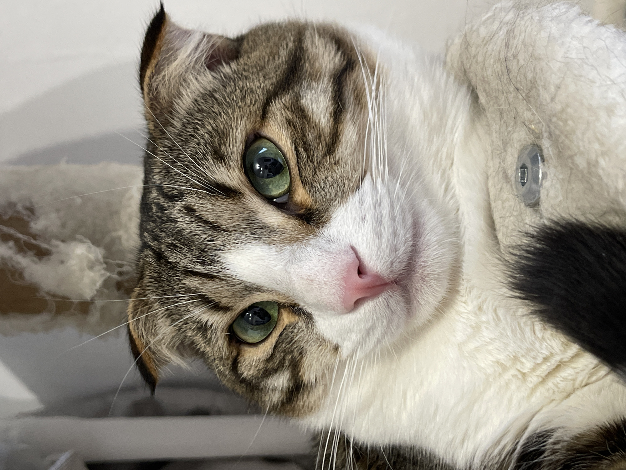 Zelenograd resident documents pets and home life in morning session