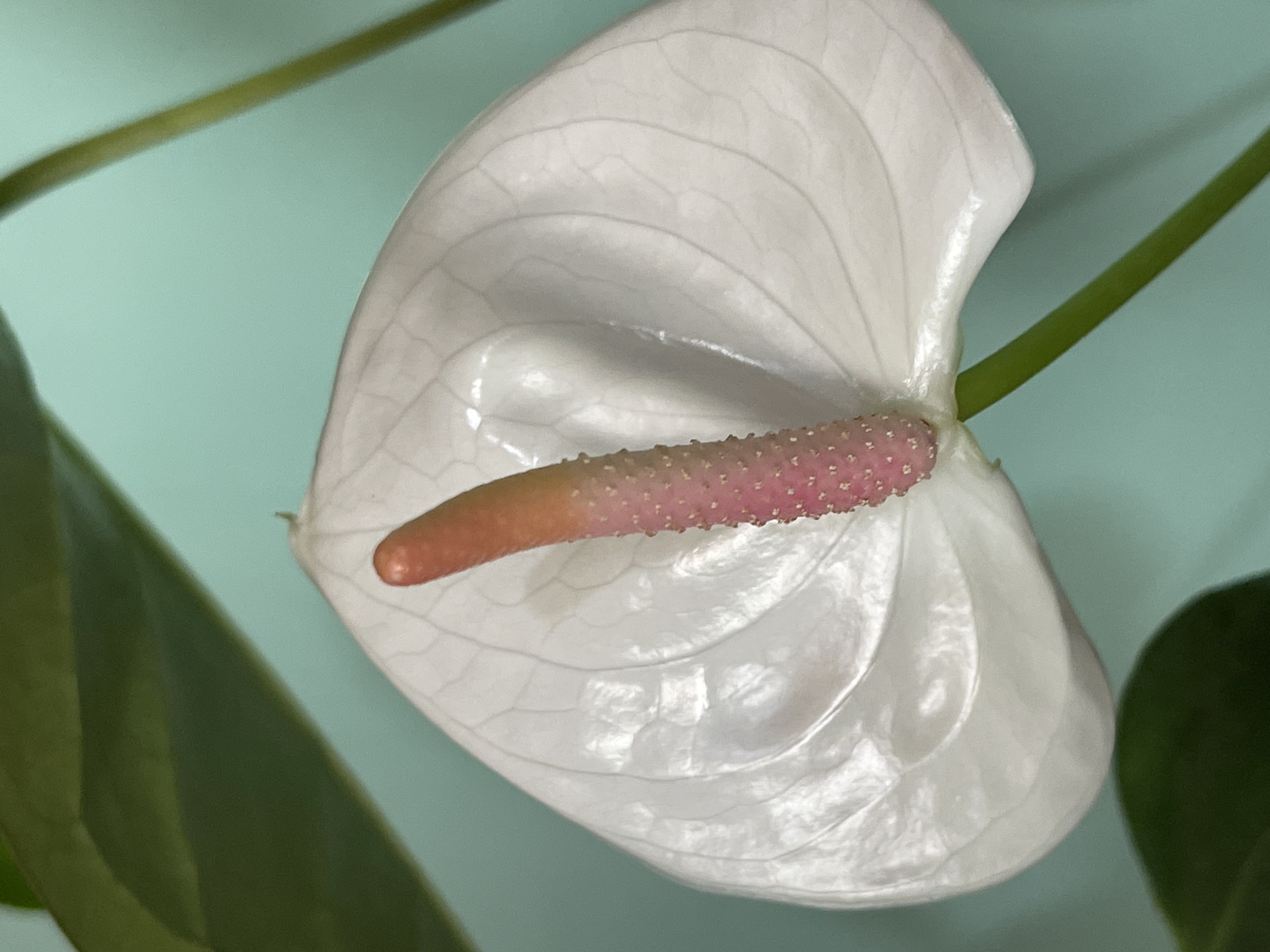 Plant photography session featuring anthurium and succulents in Ukraine