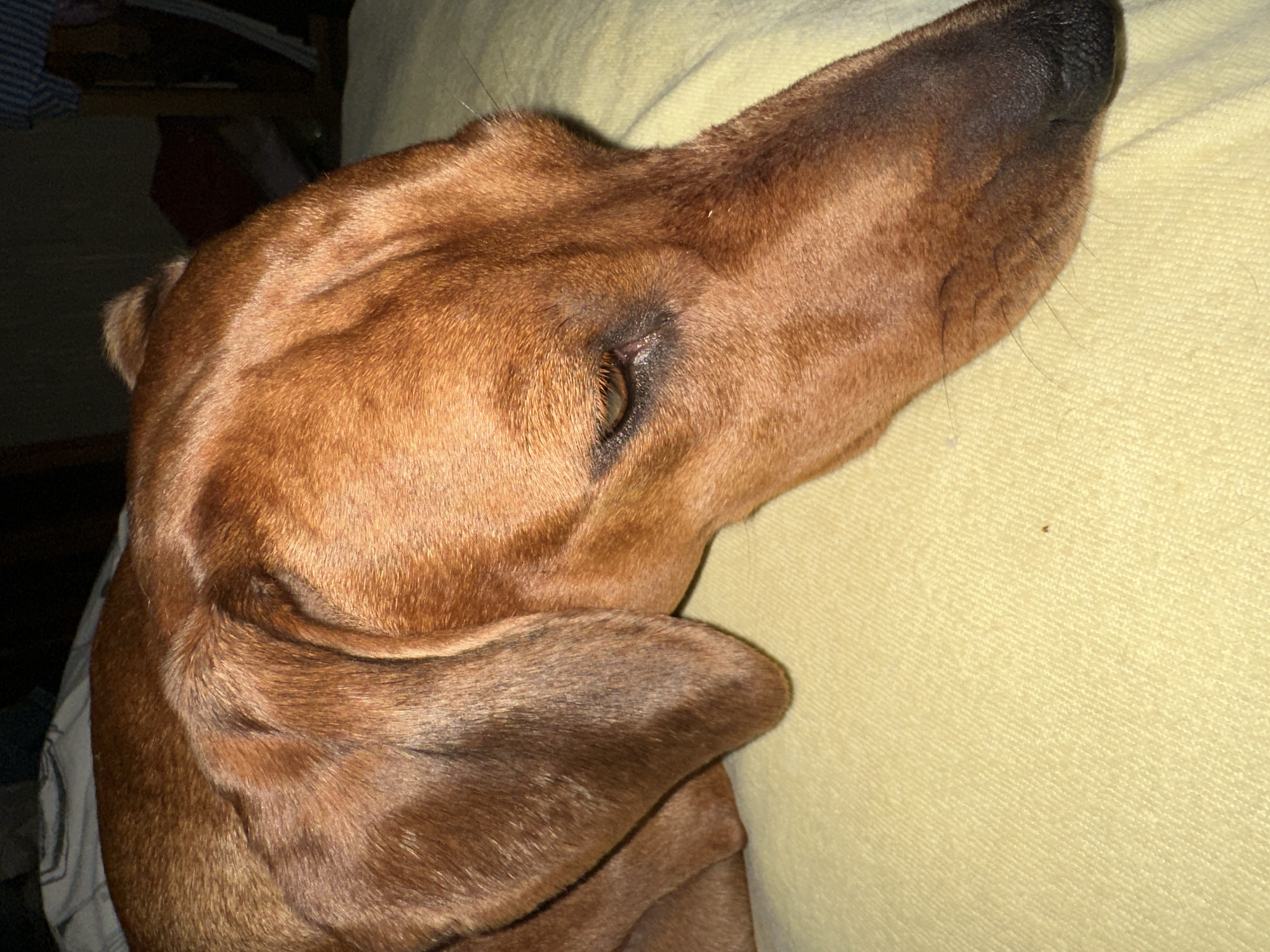 Dachshund lounging on a yellow blanket, multiple angles