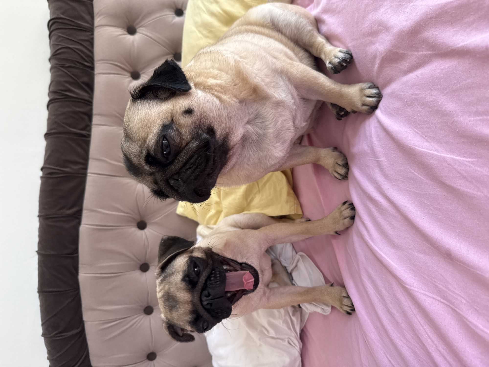 Two pugs rest and play on pink bed