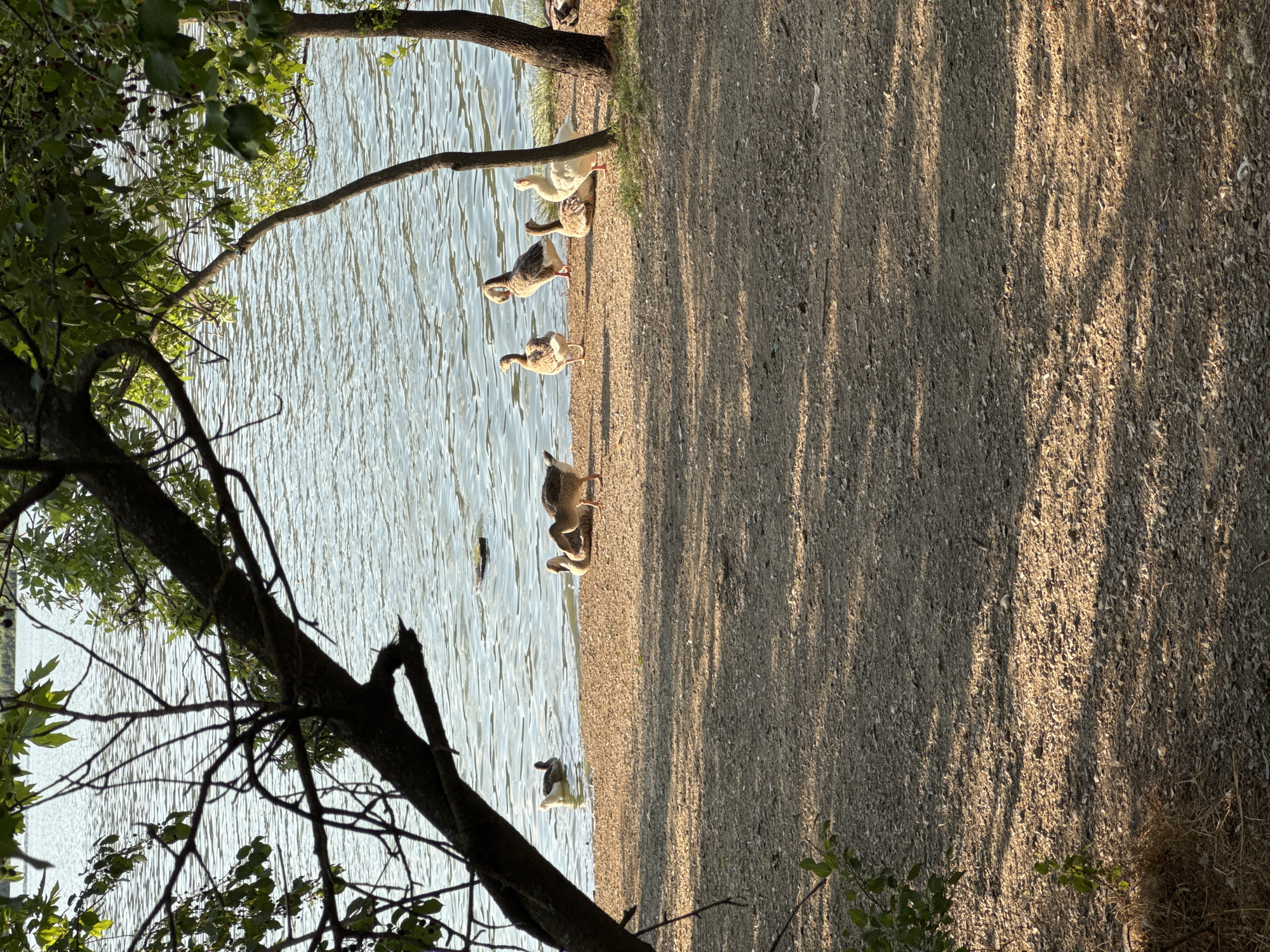 Afternoon at Gölbaşı lake: forest paths, wildlife, and park life