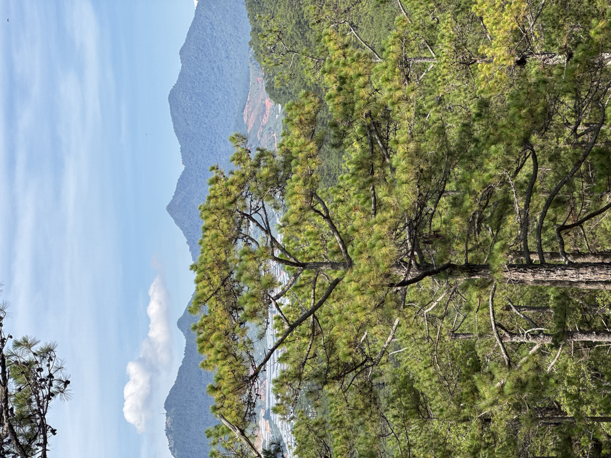 Pine forest landscapes documented in Lạc Dương, Vietnam