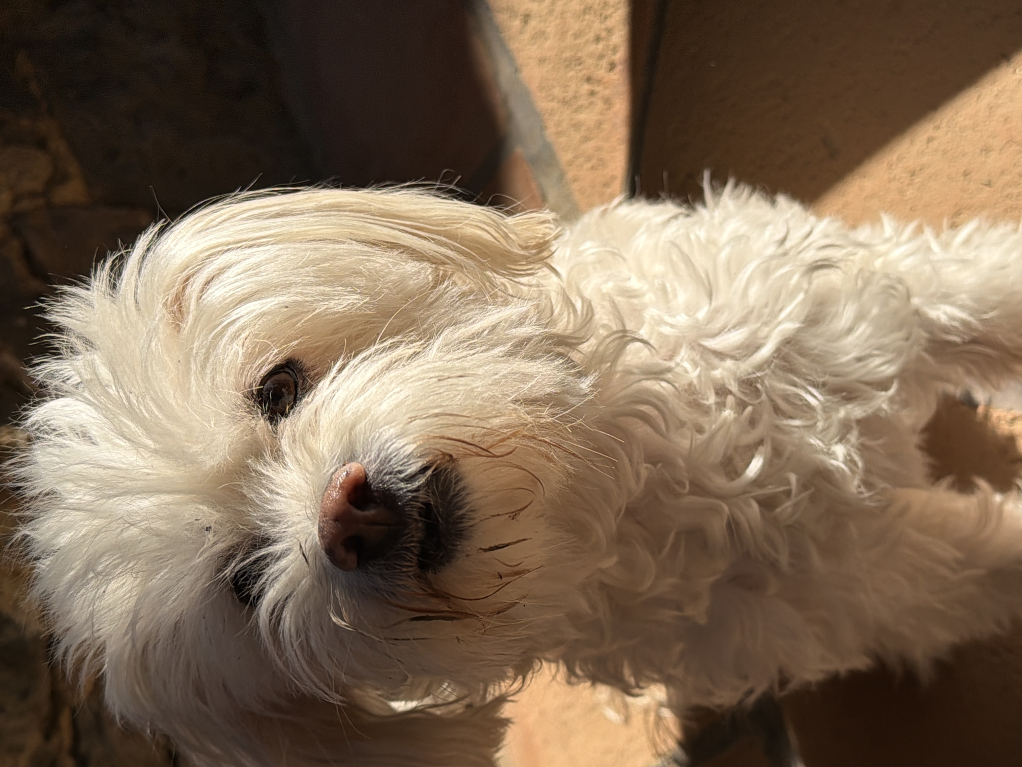 White dog rests on tiled surface in Cuernavaca