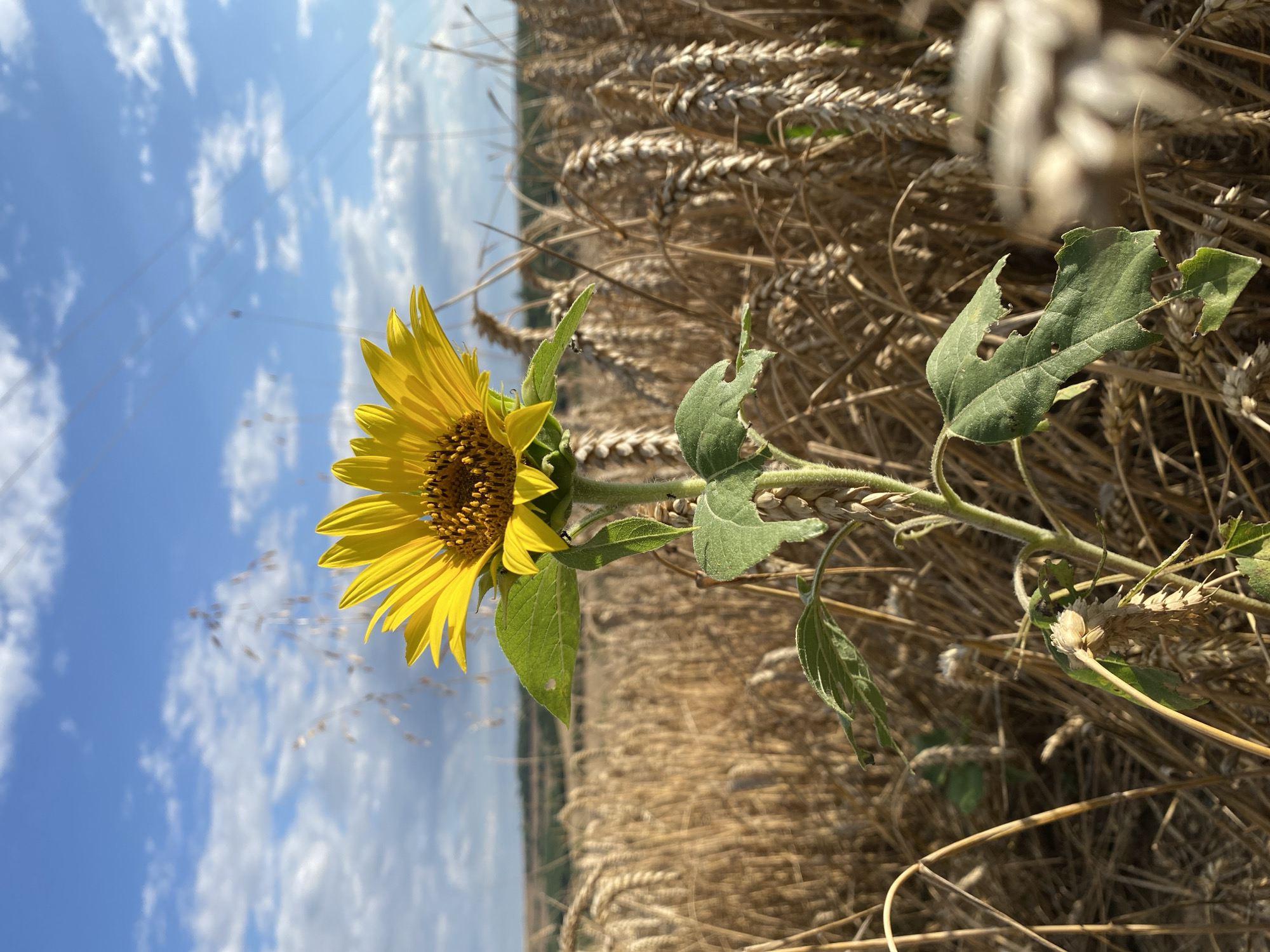 Sunflowers and wheat fields on a summer day near Pleven