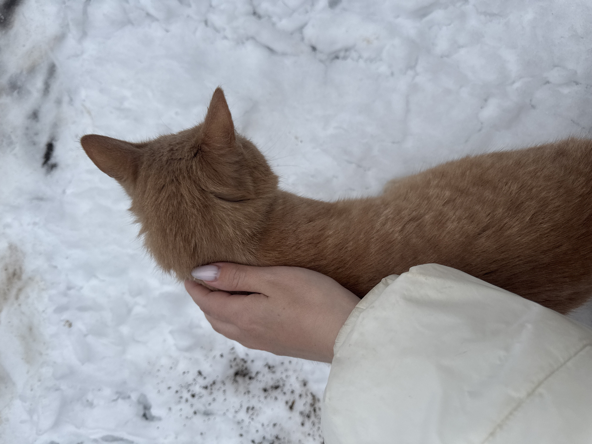Easter morning moments with orange cat in rural Russia