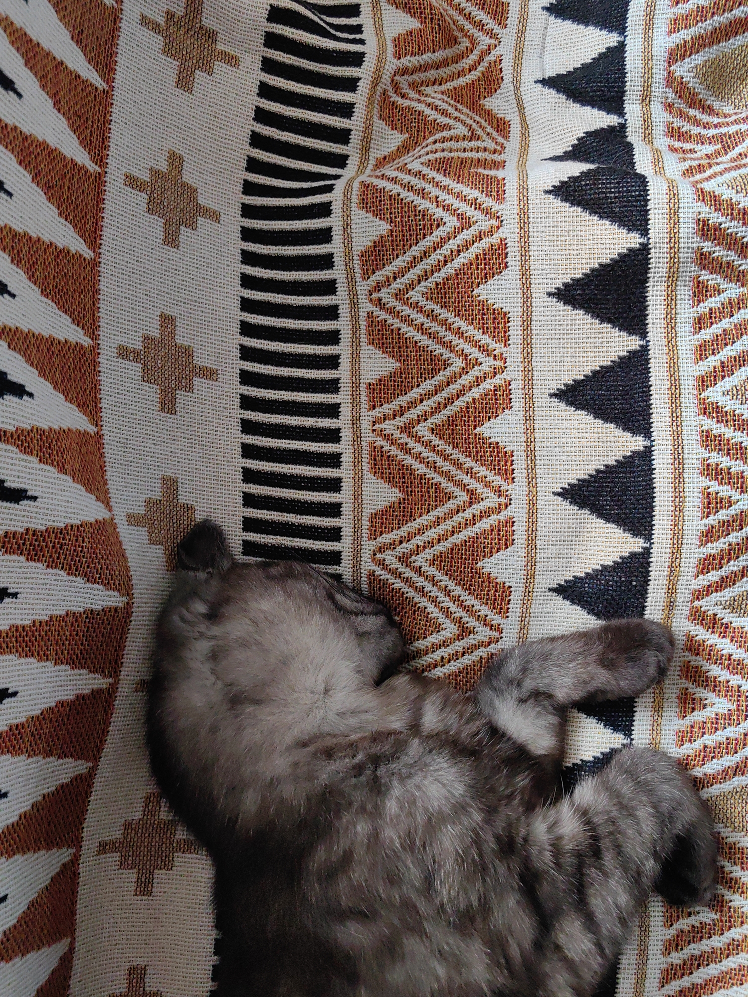 Woman rests with sleeping kittens on patterned blanket in Ukraine