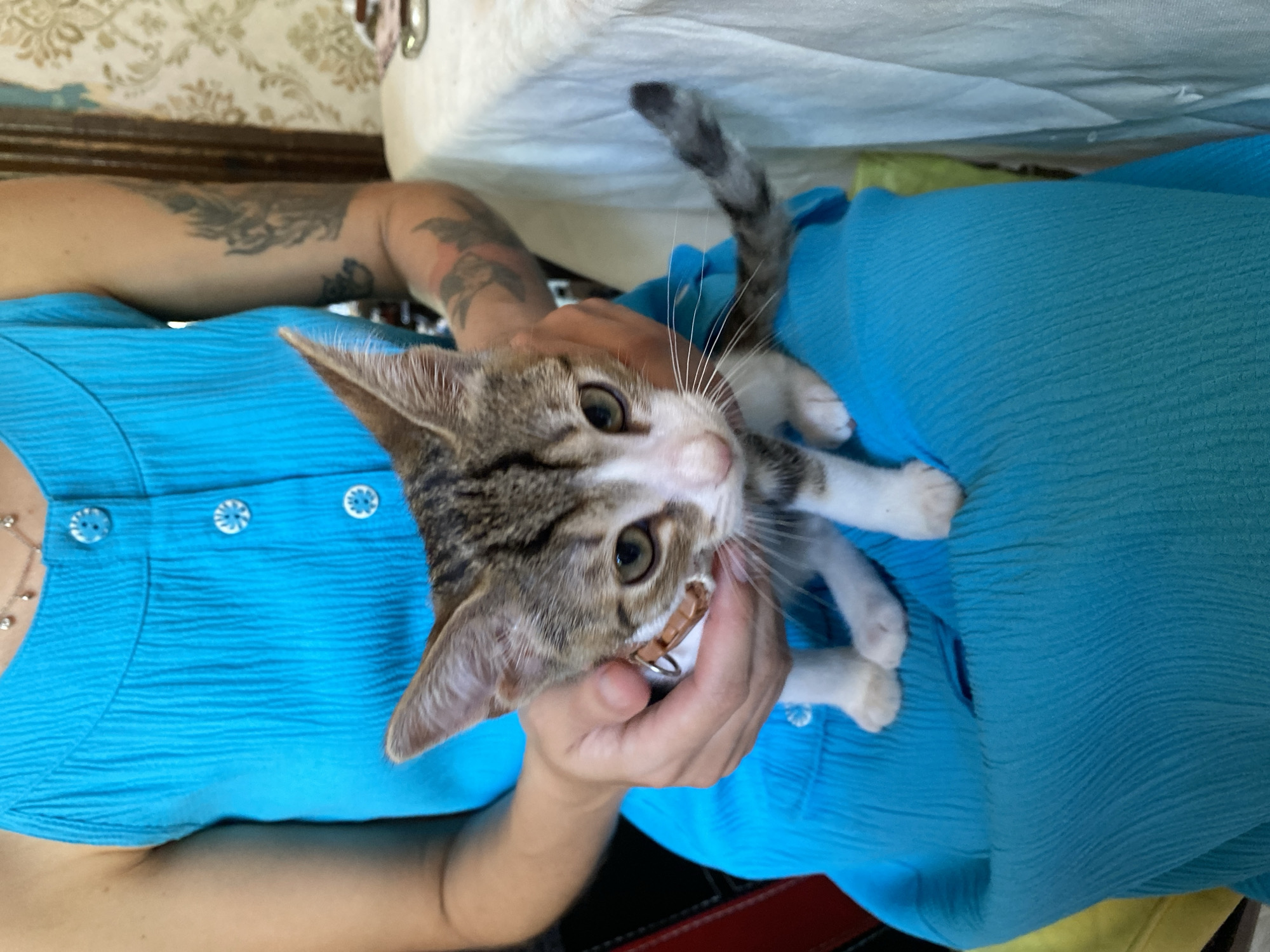 Lazy Tbilisi morning with a tabby kitten and a cozy breakfast