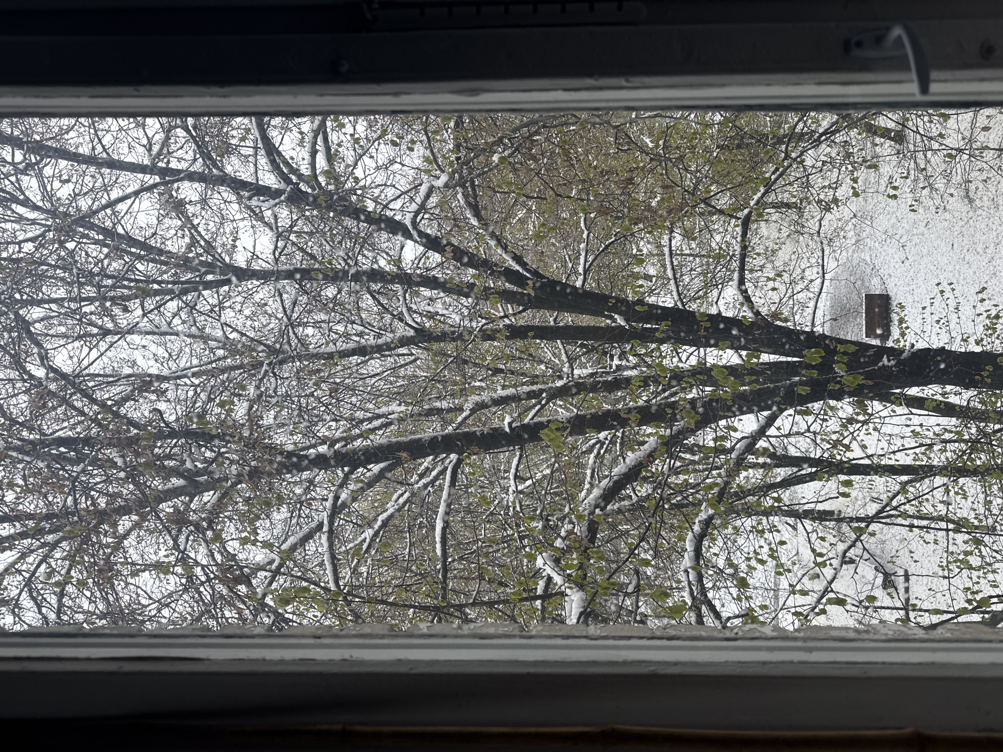 Late spring snow dusts green trees in Moscow