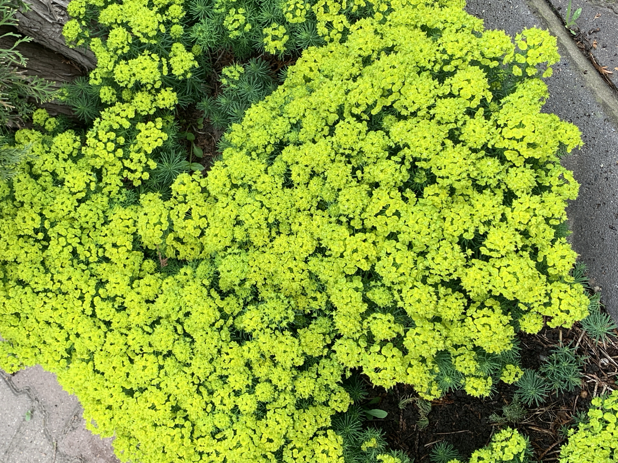 Morning nature walk documented through garden and wet pavement