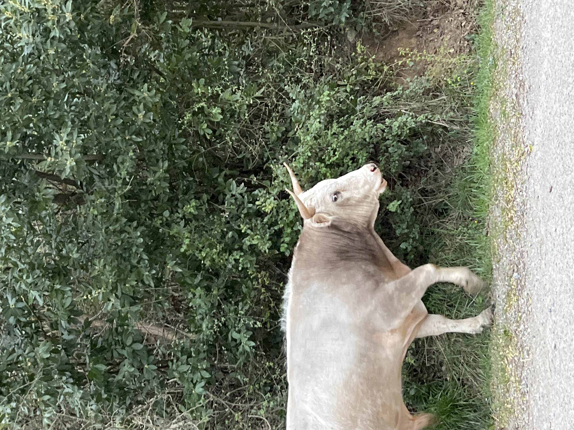 Cow blocks roadside in Prijevor, Montenegro