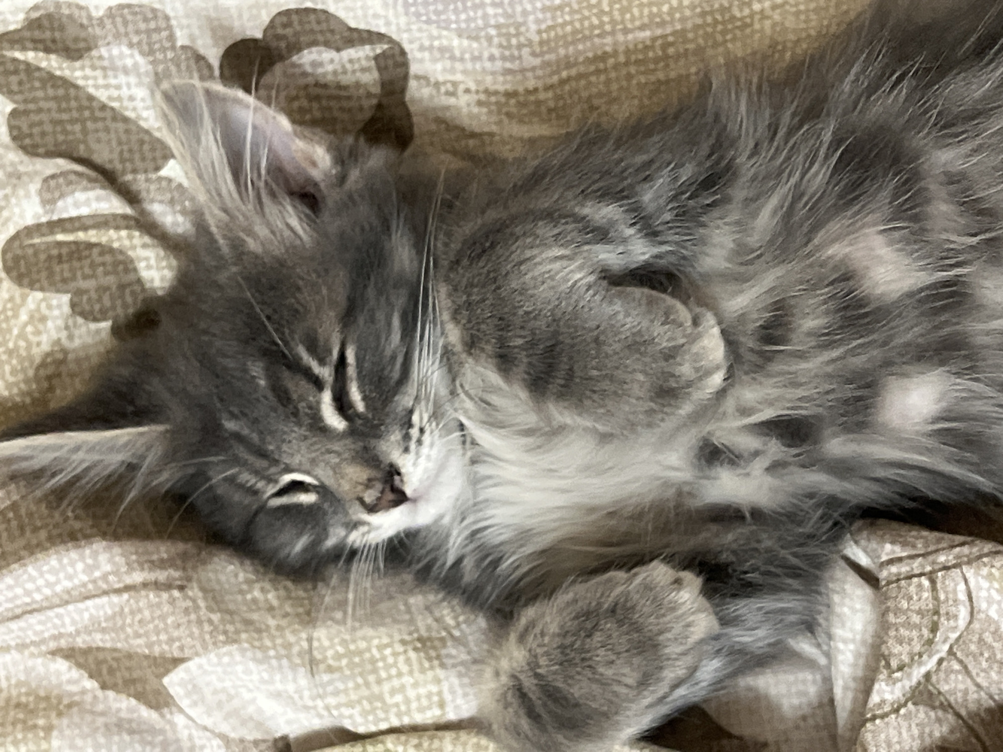 Gray kitten naps belly-up on a blanket in Ivanteyevka