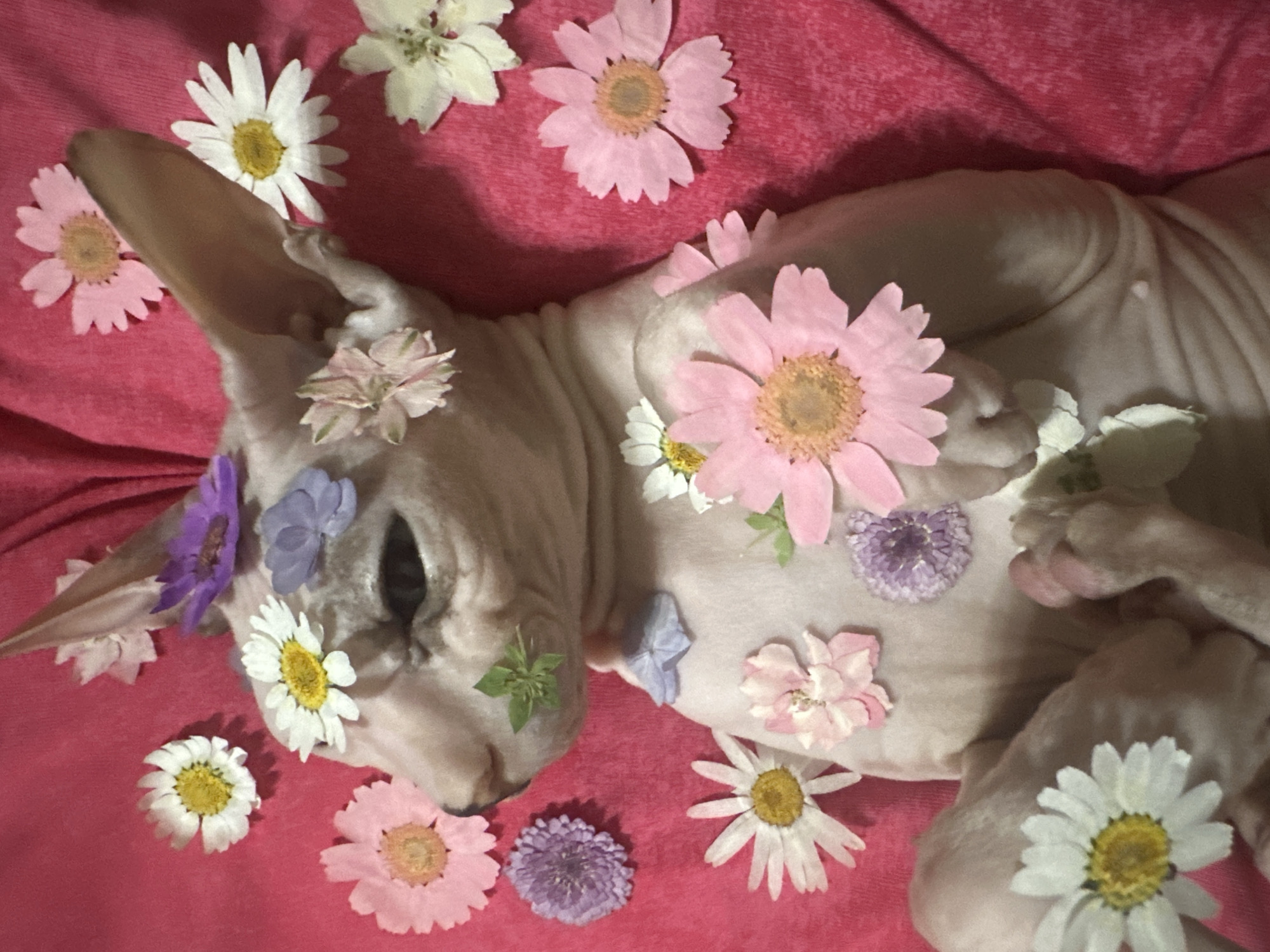 Sphynx cat, pressed flowers, and a pigeon in Togliatti