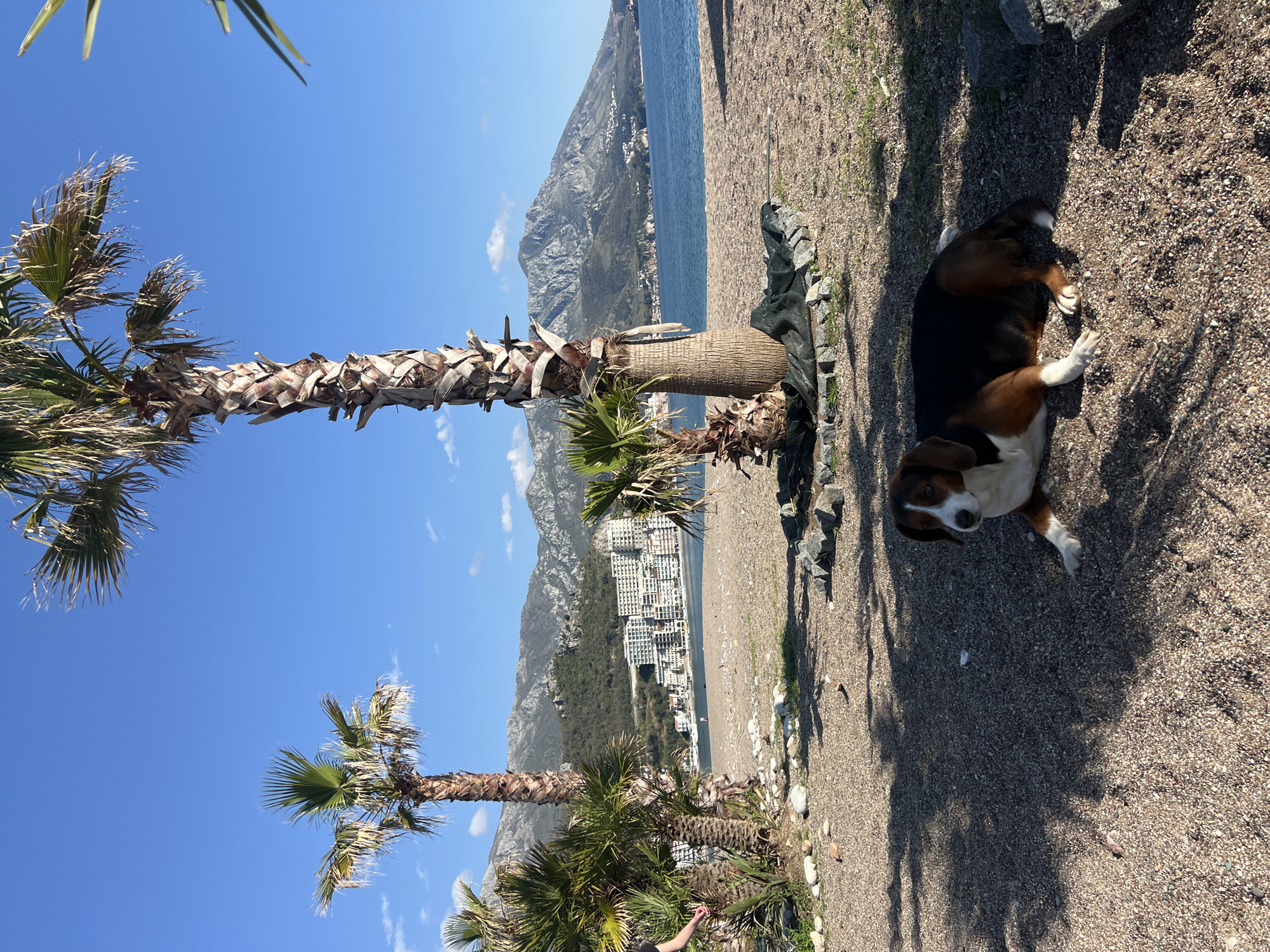 Dog spotted in coastal Boreti, Montenegro