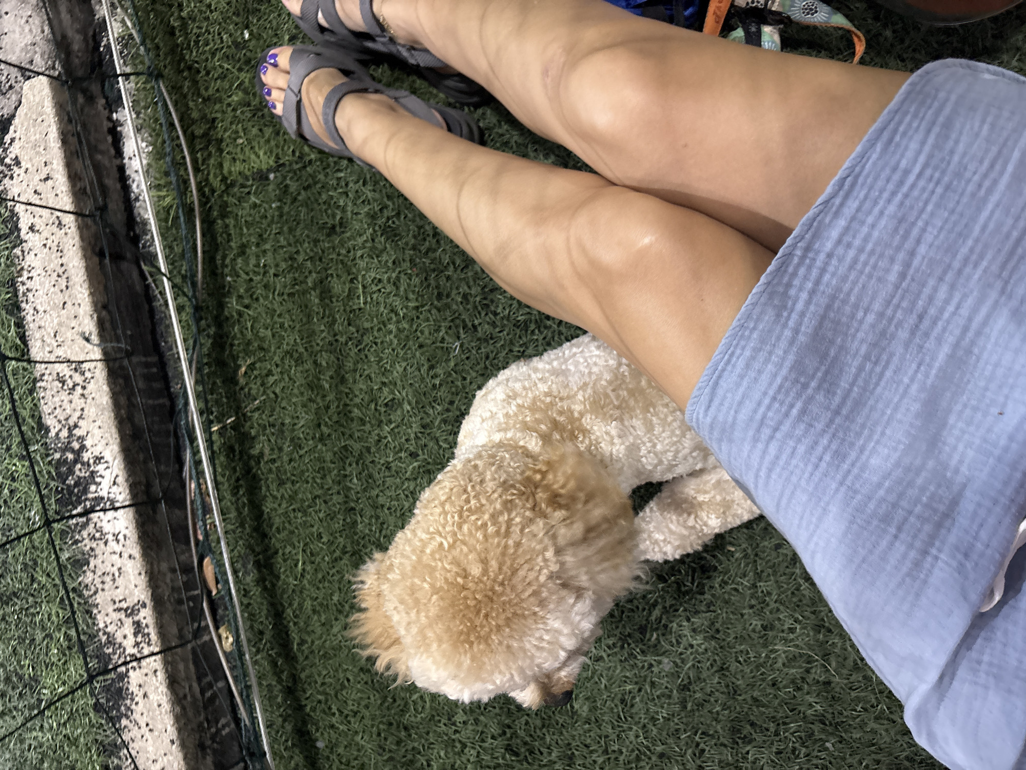 Woman and poodle enjoy quiet moment in Bắc Nha Trang