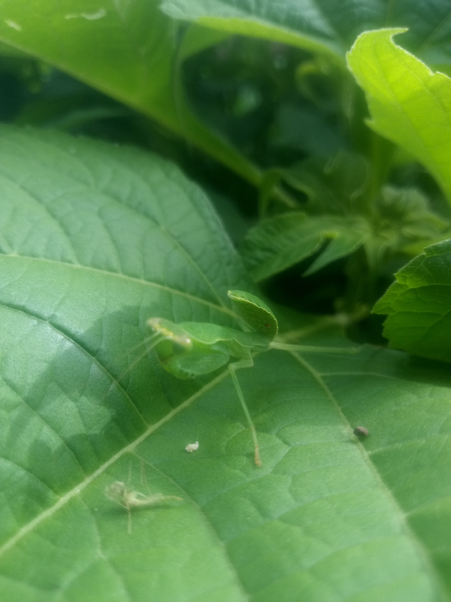 Morning nature walk: mantises, flowers, skies, and power lines