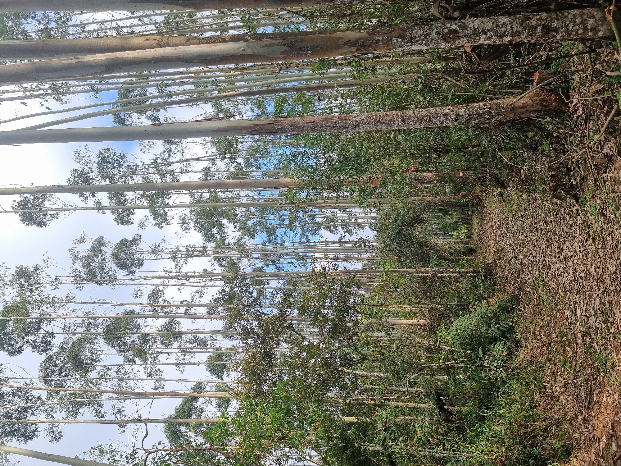Exploring forested paths and lakeside spots near Mogi das Cruzes
