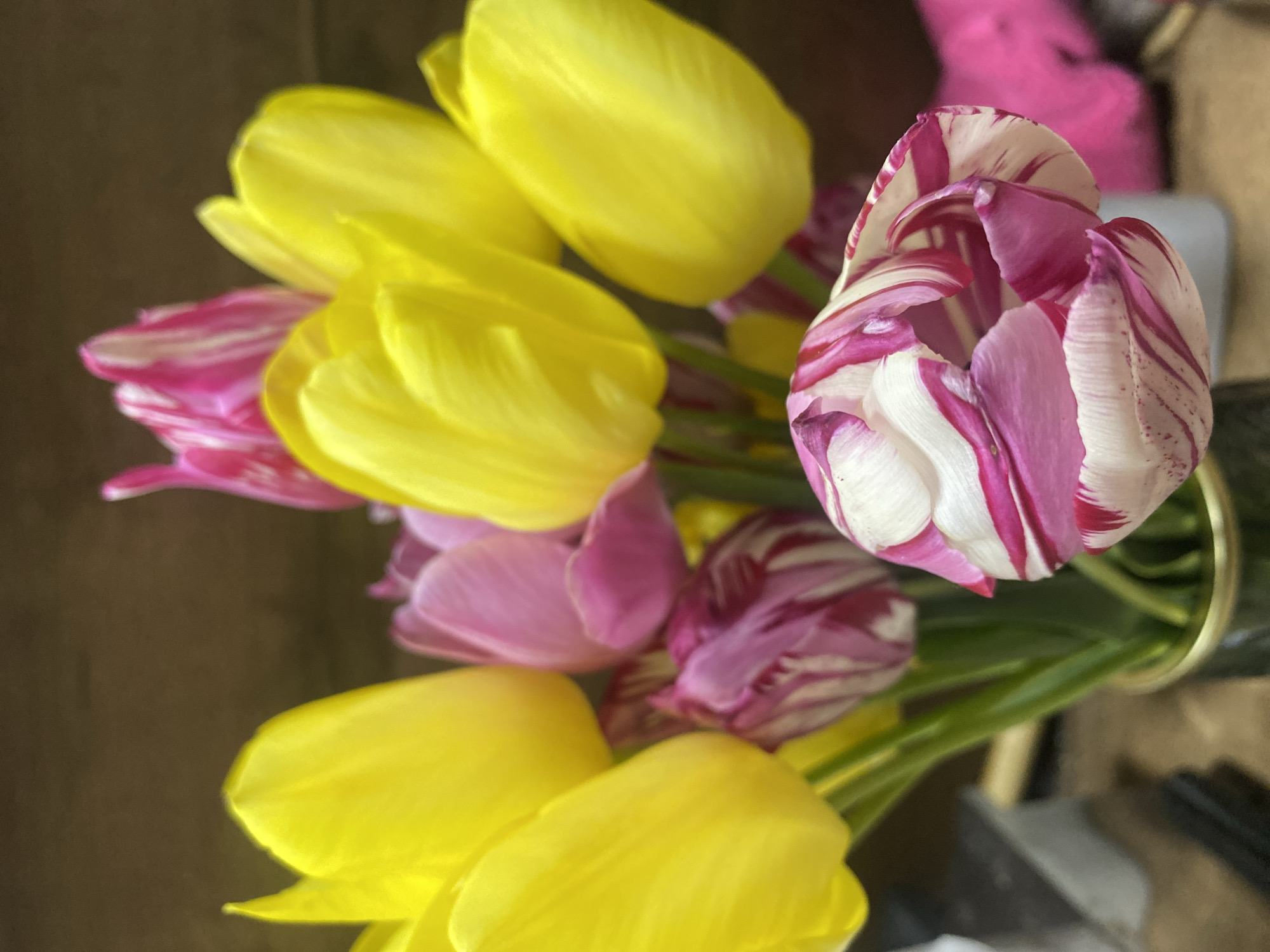 Tulip bouquet with yellow, striped blooms spotted in Yambol
