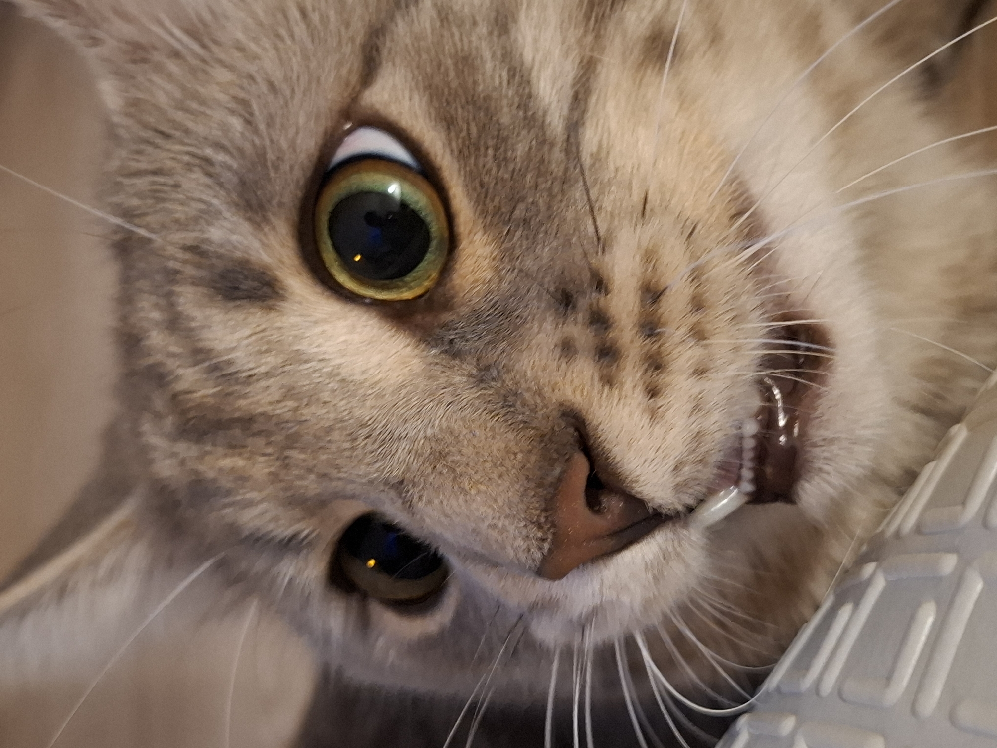 Cat owner documents evening with tabby in Belgrade suburb