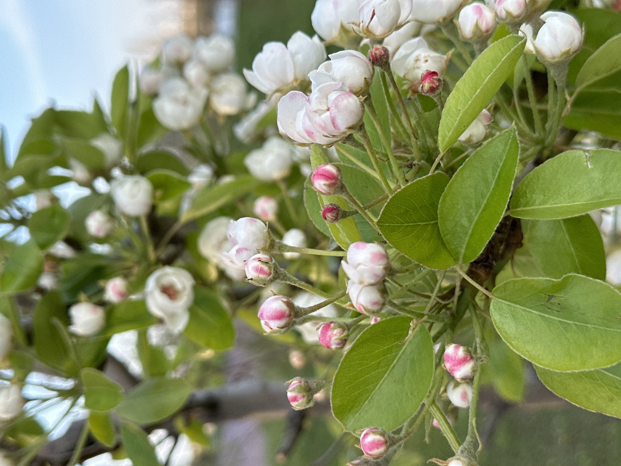 Spring blossoms observed on flowering tree in Rostov-on-Don