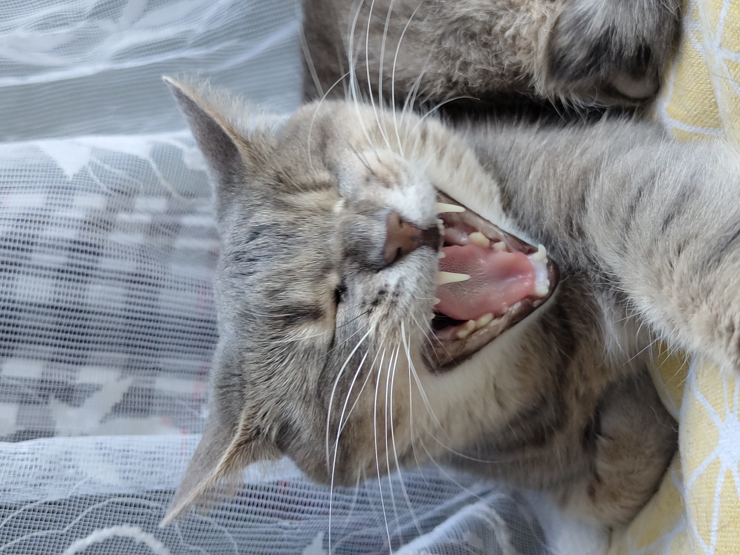A grey tabby cat lounging, napping, and looking cute indoors