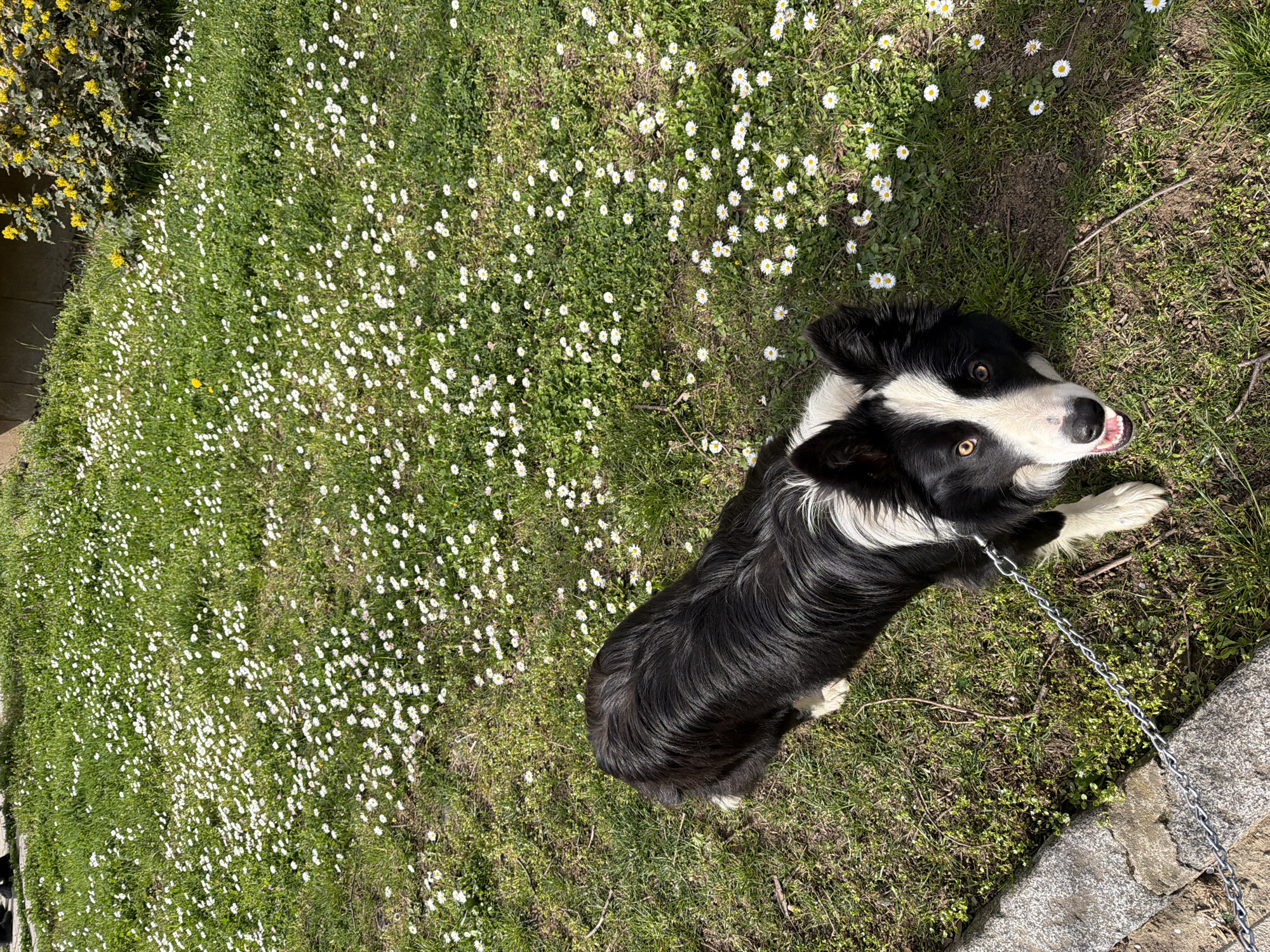 Border collie spotted in daisy field, Berkovitsa Bulgaria