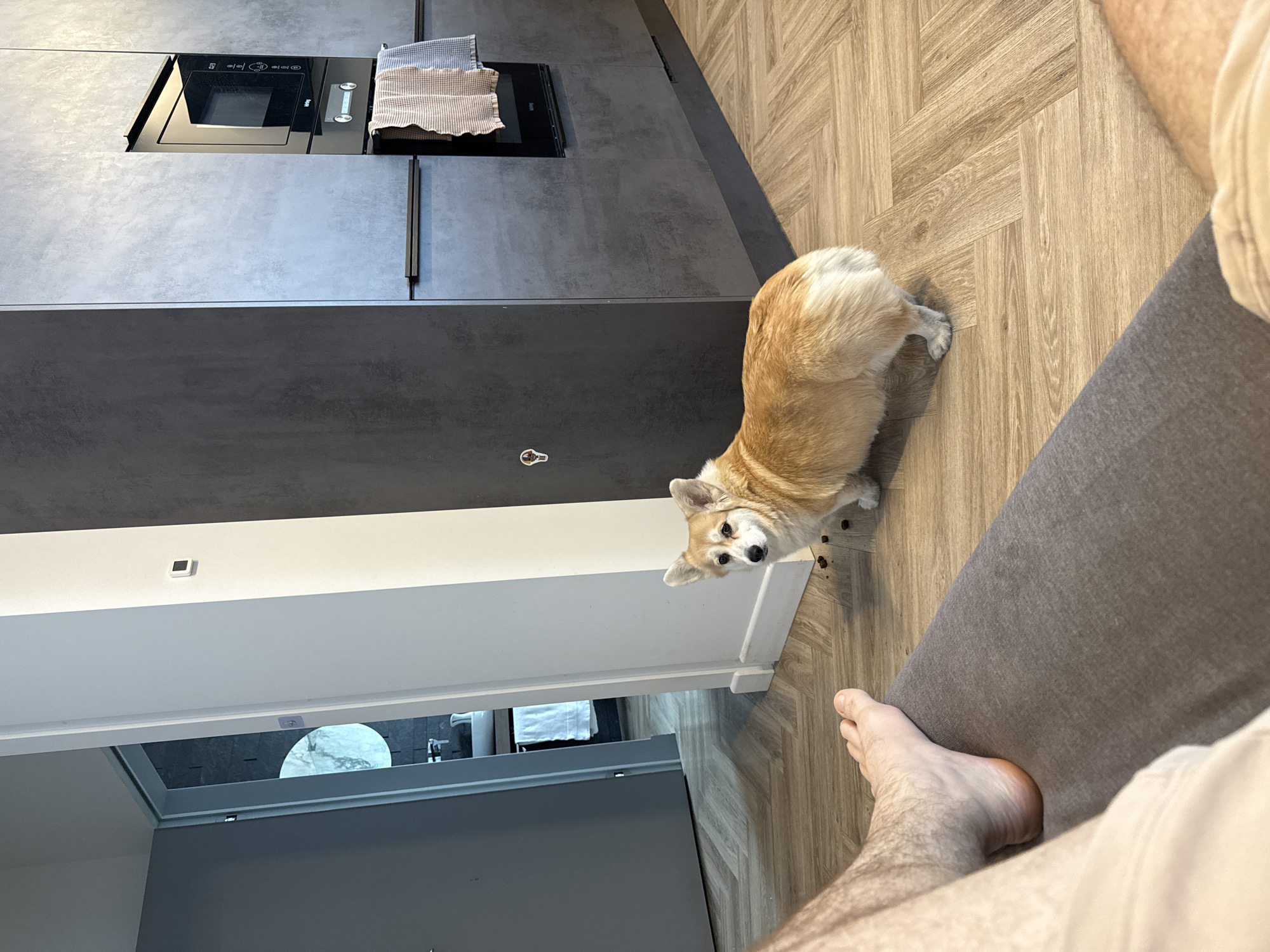 Corgi dog documented in various settings across Krasnoyarsk morning