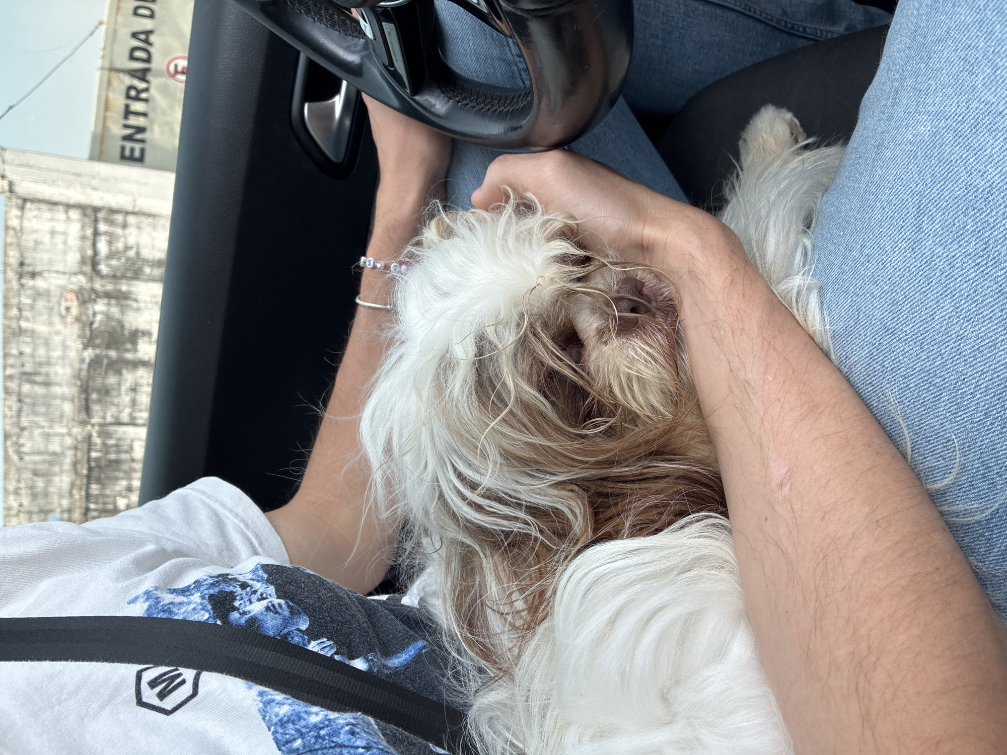 Driver holds Shih Tzu dog while seated in car