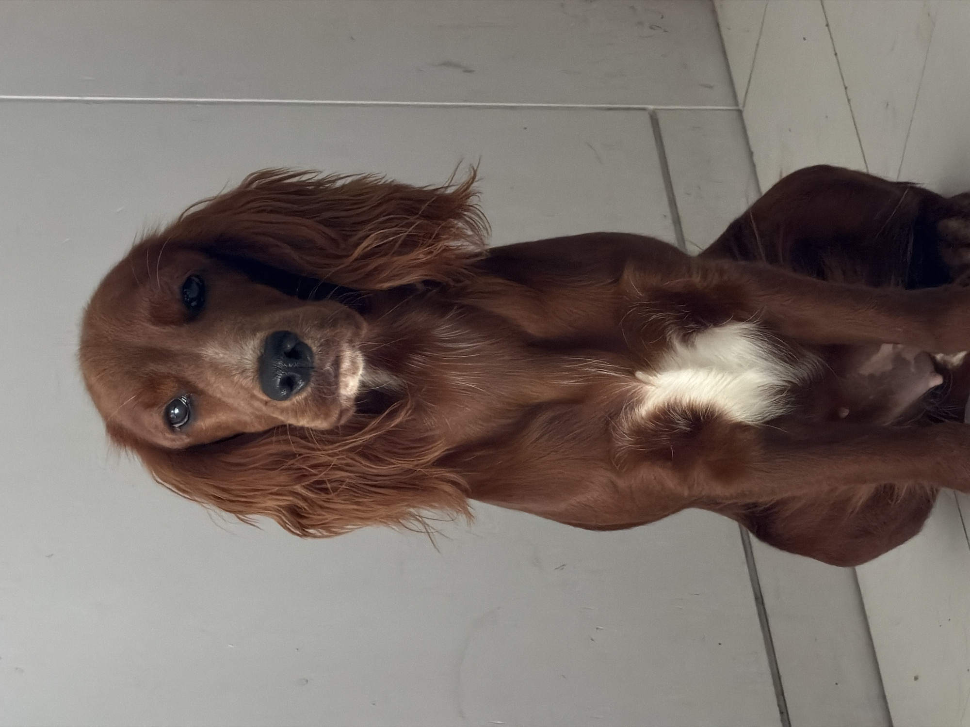 Lazy morning with an Irish Setter at a Chang Phueak home