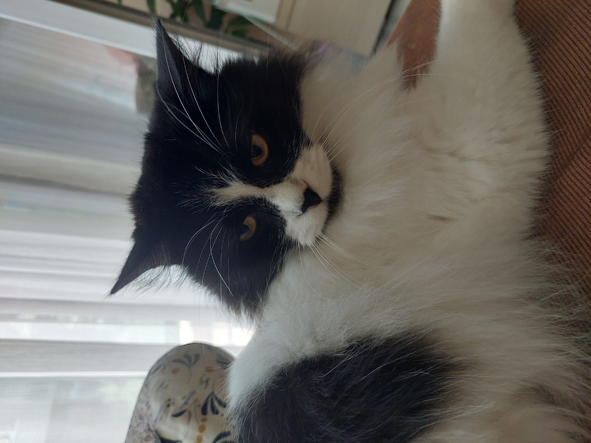 Domestic cat photo session documented in Plovdiv apartment