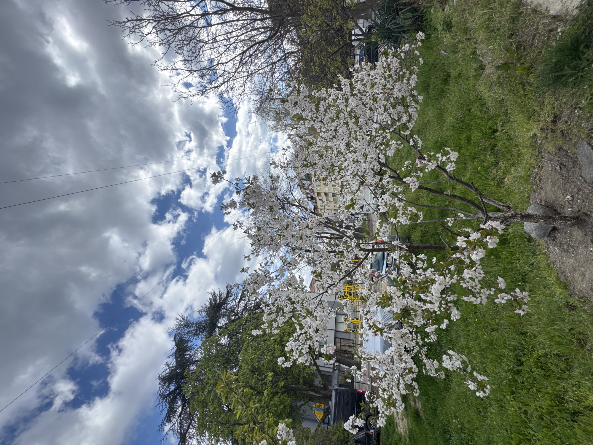 Dog spotted on sidewalks amid spring blossoms in Blagoevgrad